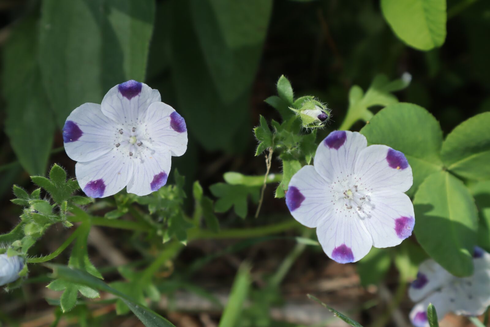 Canon EOS M50 (EOS Kiss M) sample photo. Purple, flower, green photography