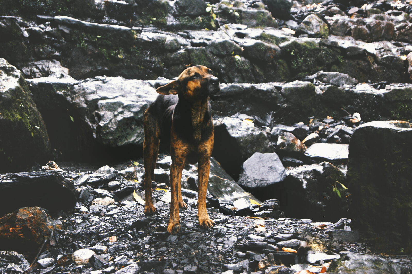 Sony Alpha DSLR-A390 sample photo. Animal, dog, free, nature photography
