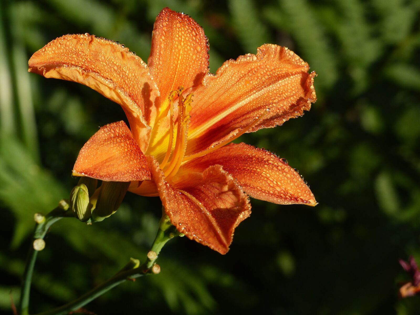 Panasonic Lumix DMC-FZ200 sample photo. Flower, lily orange, spring photography