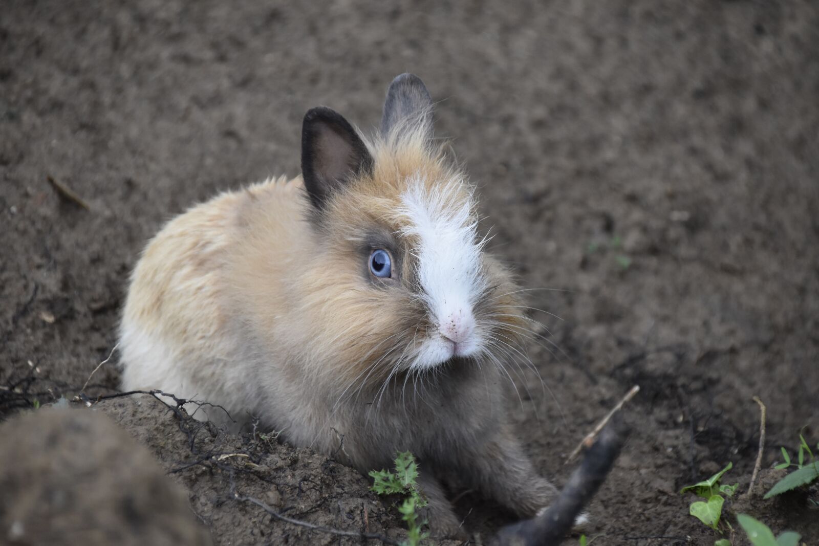 Nikon D5600 sample photo. Rabbit, rabbit blue eyes photography