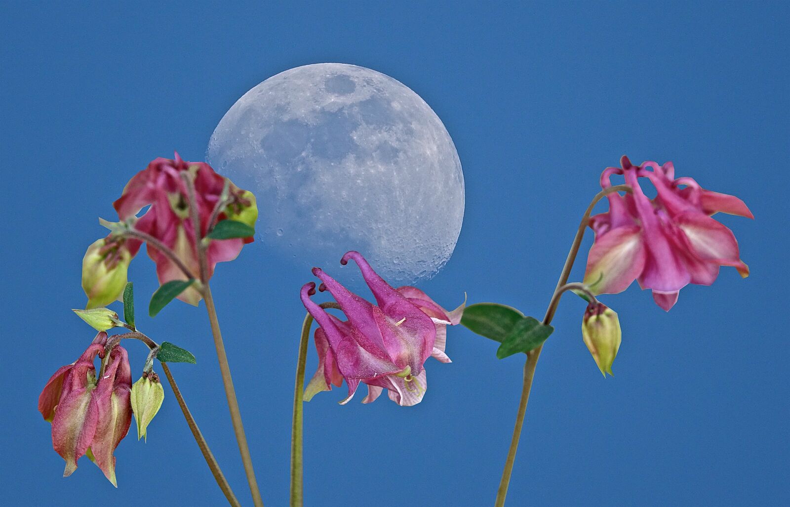 Sony Cyber-shot DSC-RX10 III sample photo. Flower, nature, moon photography