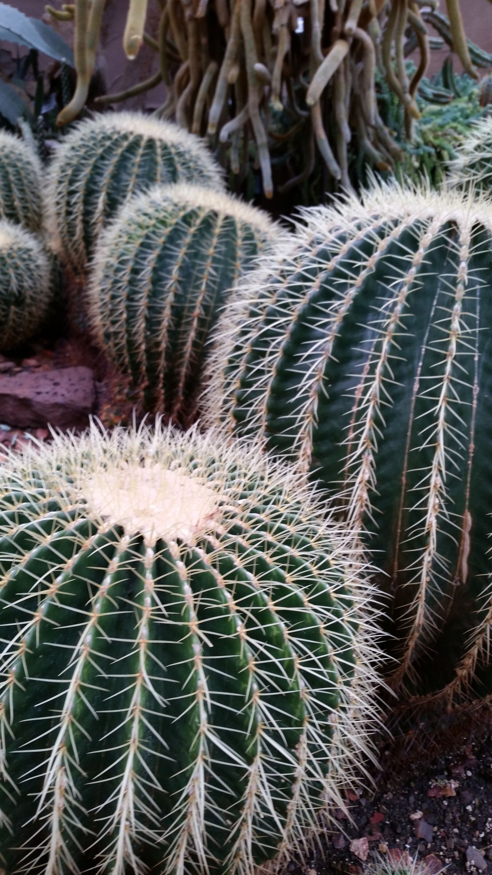 Samsung Galaxy S5 sample photo. Cactus, green, botanical photography