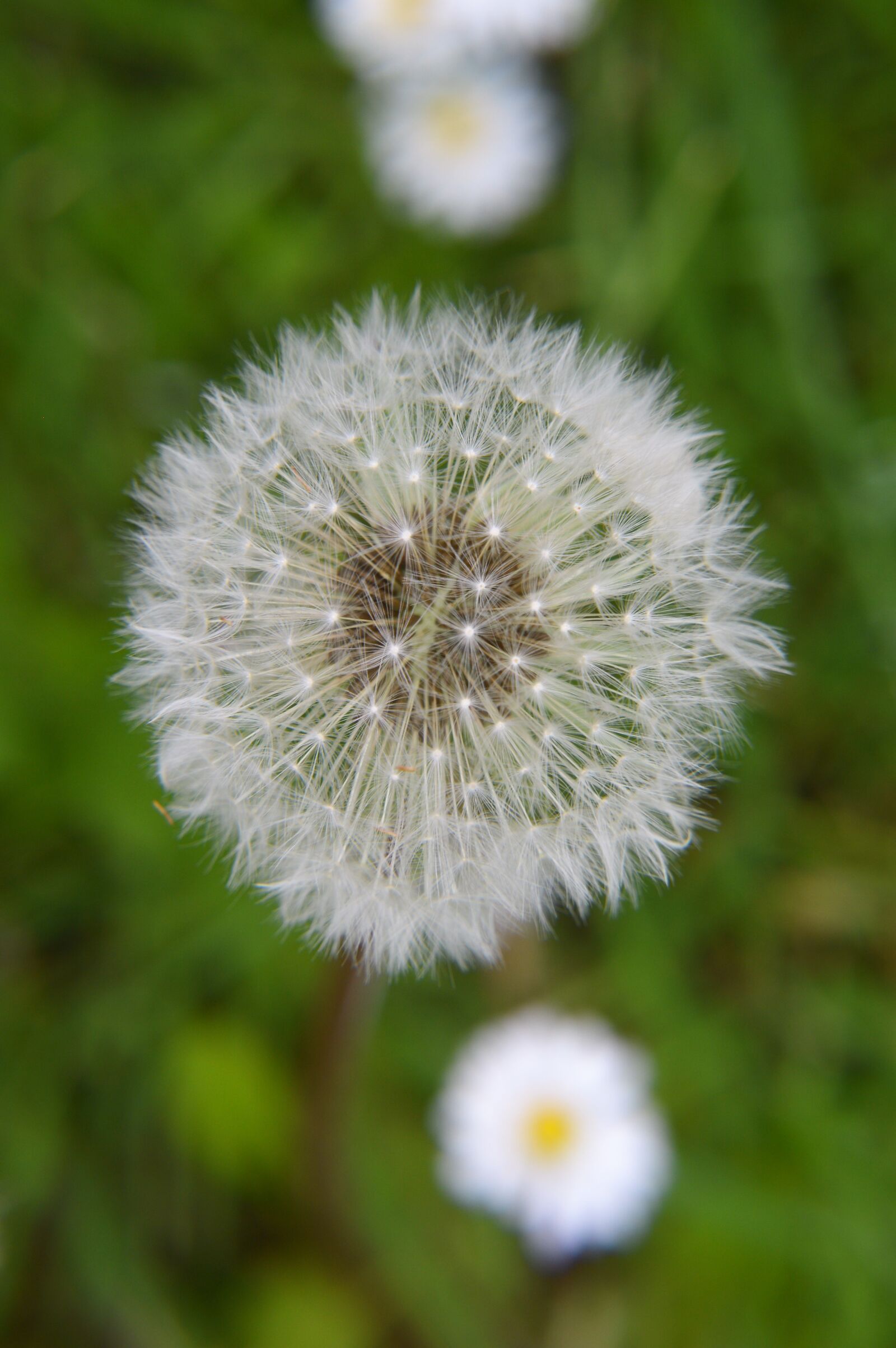 Nikon D3200 sample photo. Flower, plant, nature photography