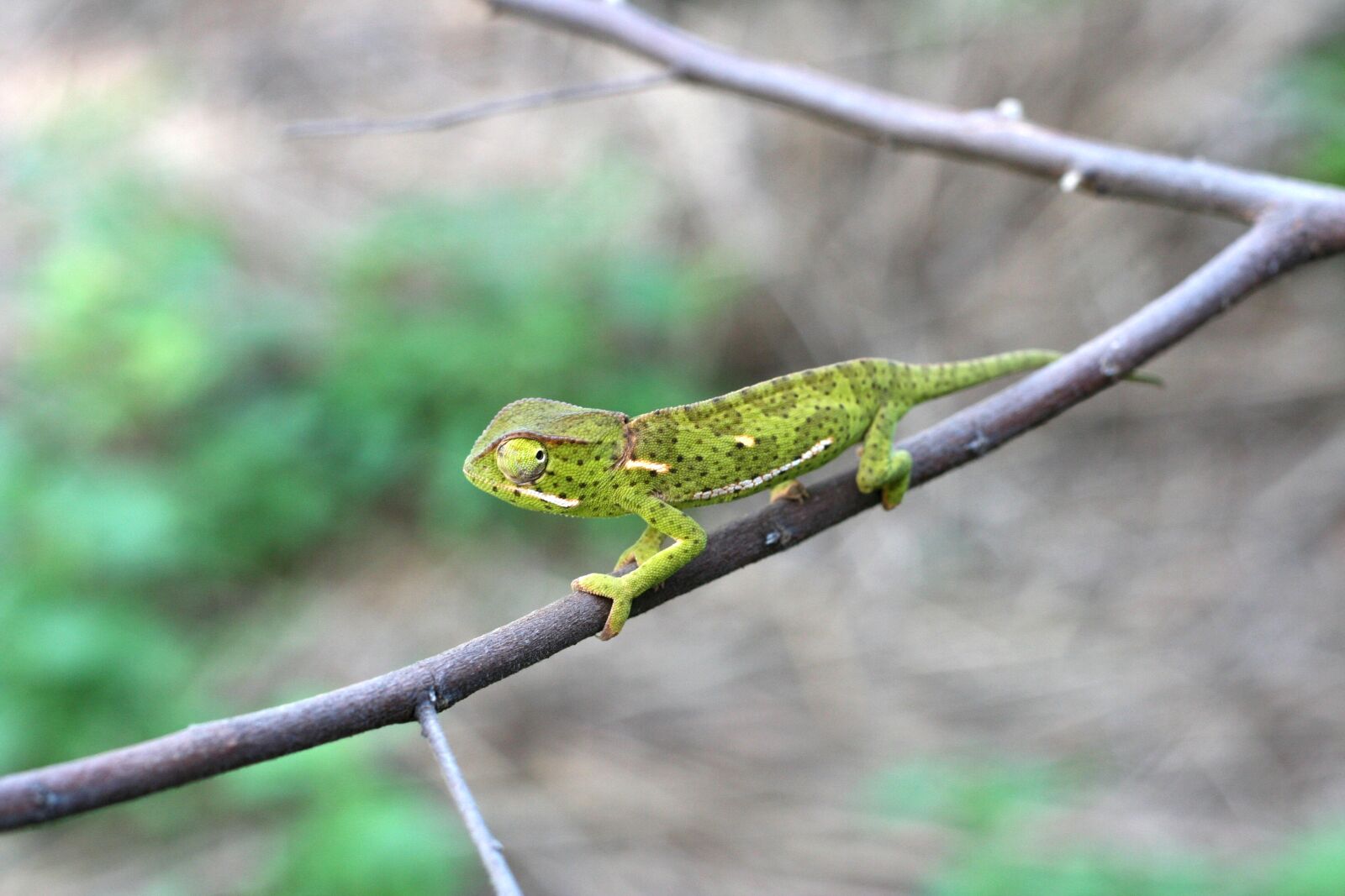 Canon EOS 350D (EOS Digital Rebel XT / EOS Kiss Digital N) sample photo. Camouflage, chameleon, cling, danger photography