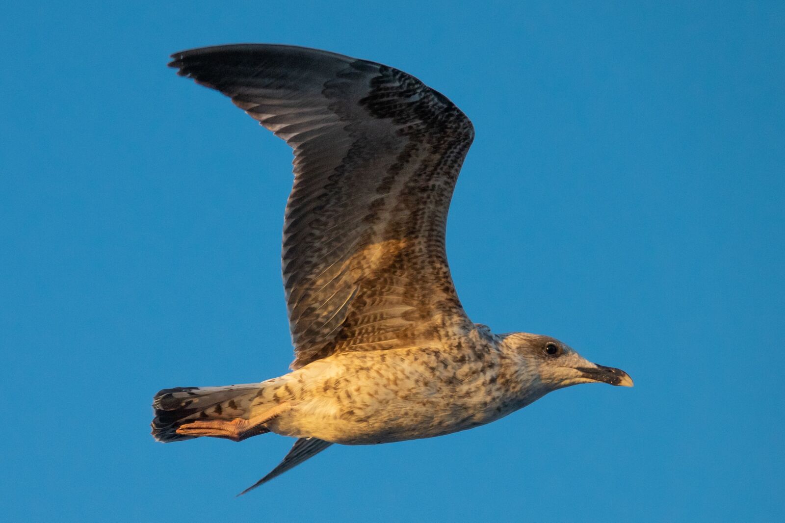 Sony Cyber-shot DSC-RX10 III sample photo. Seagull, profile, page photography