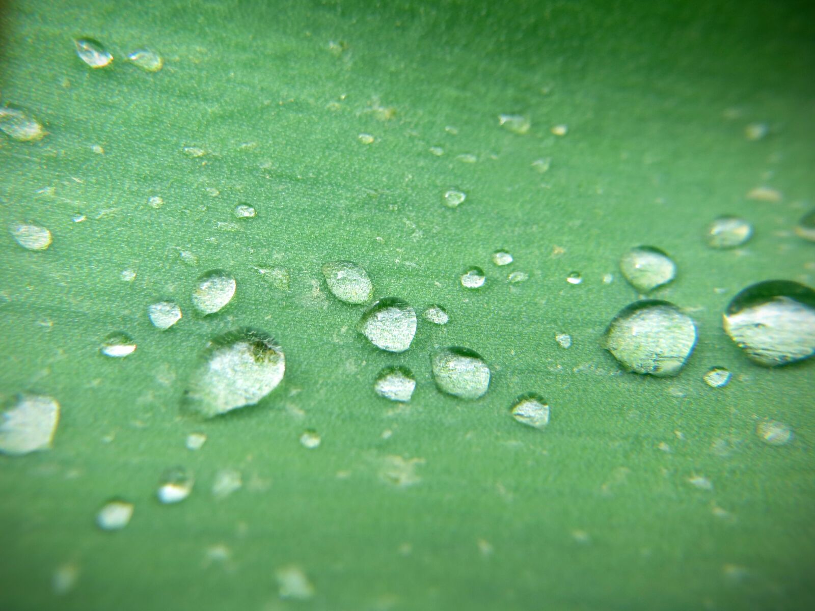 Canon PowerShot SX260 HS sample photo. Dew, drops, green, leaf photography