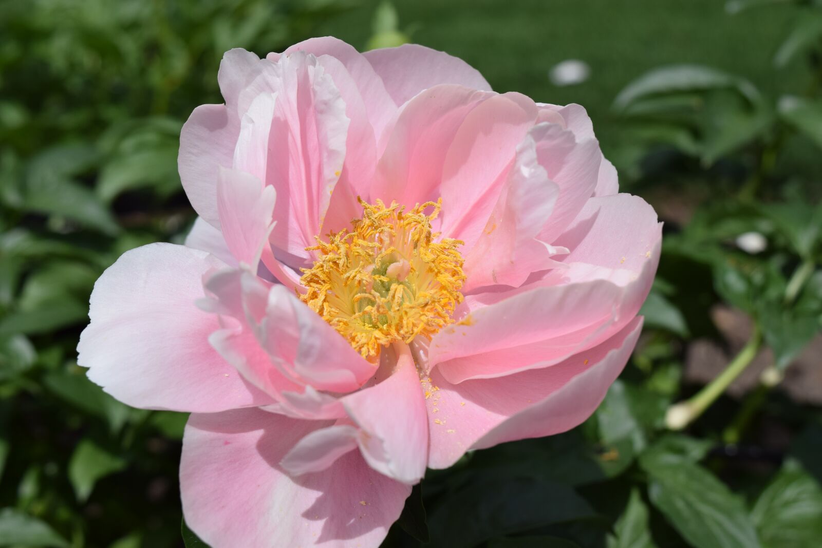 Nikon D5300 sample photo. Peony, peonies, flower photography