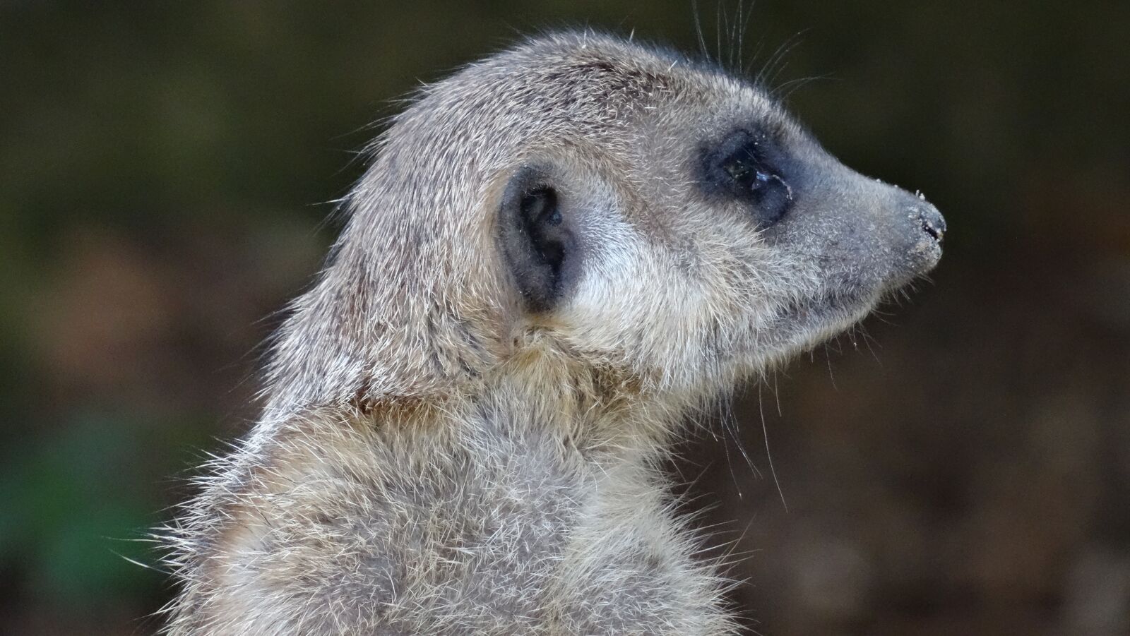 Sony DSC-HX50 sample photo. Animal world, mammal, nature photography