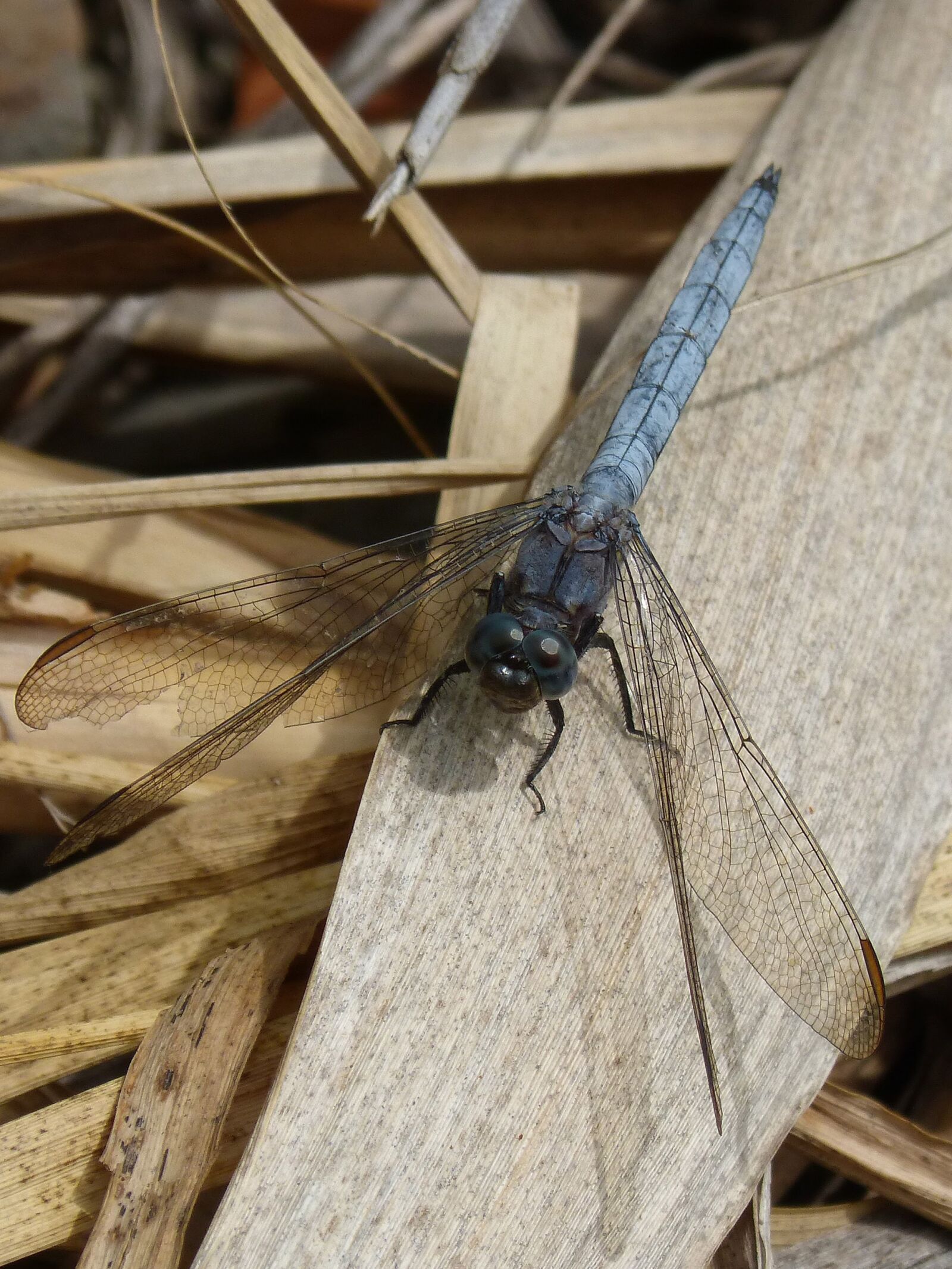 Panasonic DMC-FZ62 sample photo. Dragonfly, blue dragonfly, orthetrum photography
