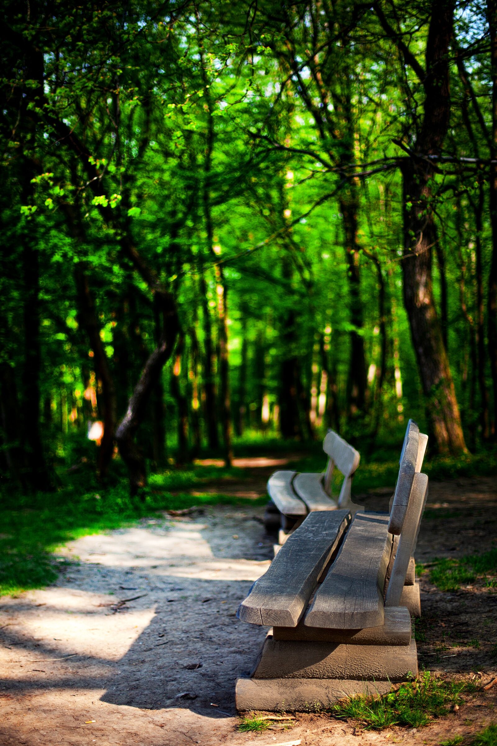 Canon EF 50mm F1.4 USM sample photo. Nature, park, forest photography