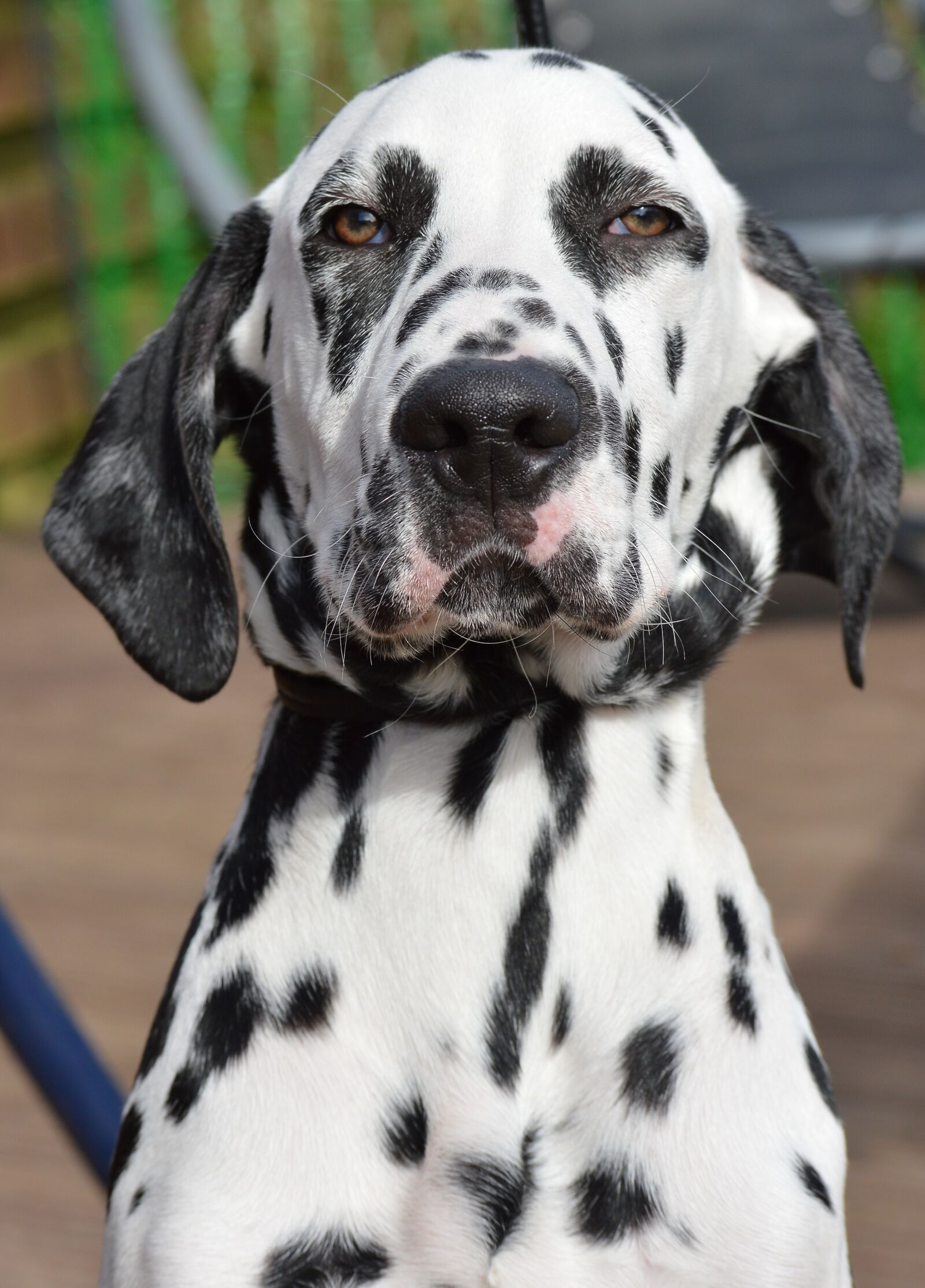 Nikon D3200 sample photo. Dalmatian, male, dog photography
