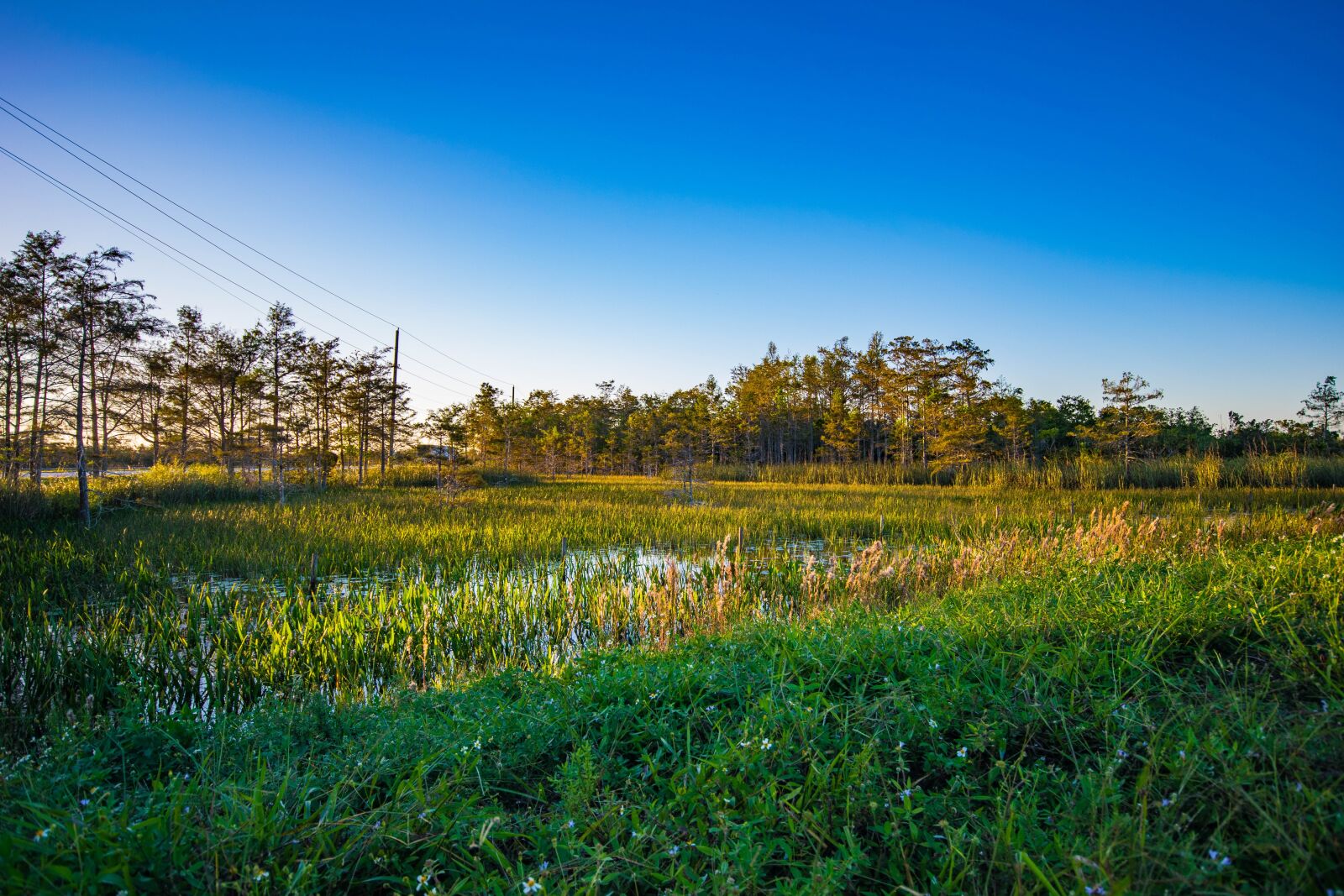 Nikon D5300 sample photo. Florida, swamp, everglades photography