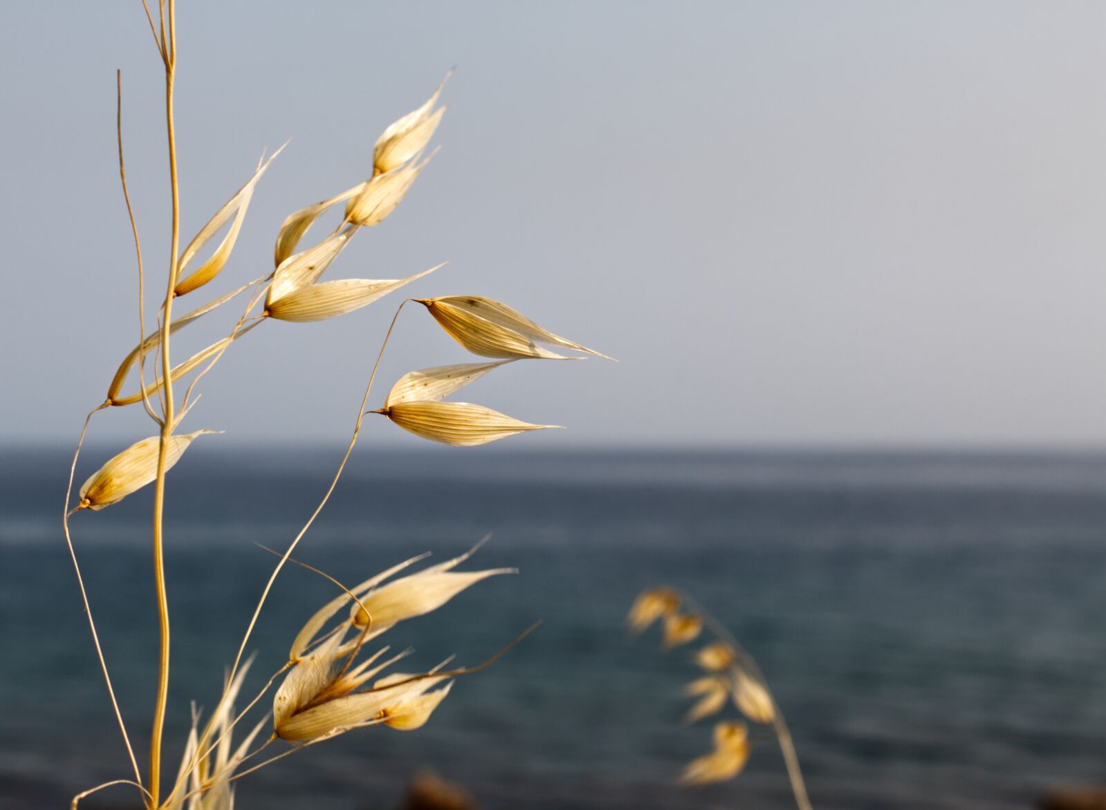 Canon EOS 1300D (EOS Rebel T6 / EOS Kiss X80) sample photo. Wild oat, common oat photography