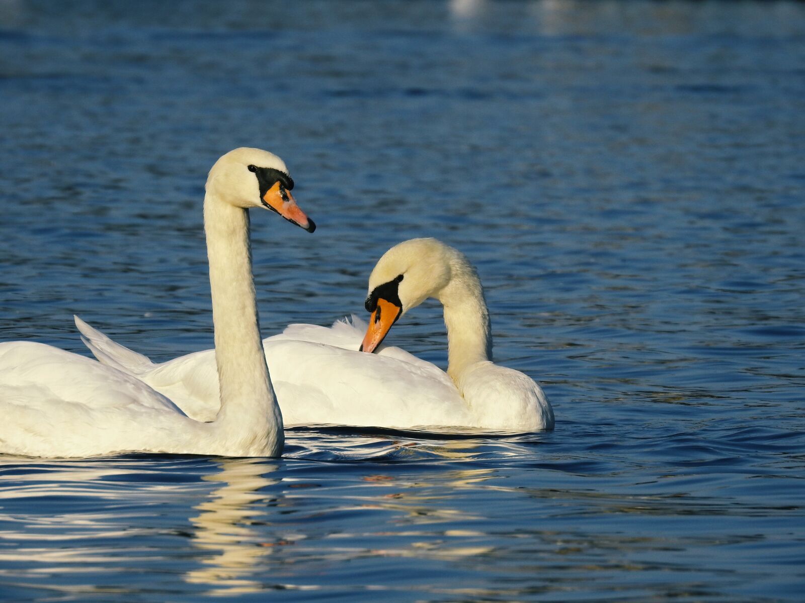 Nikon Coolpix P900 sample photo. Water, swans, swan photography