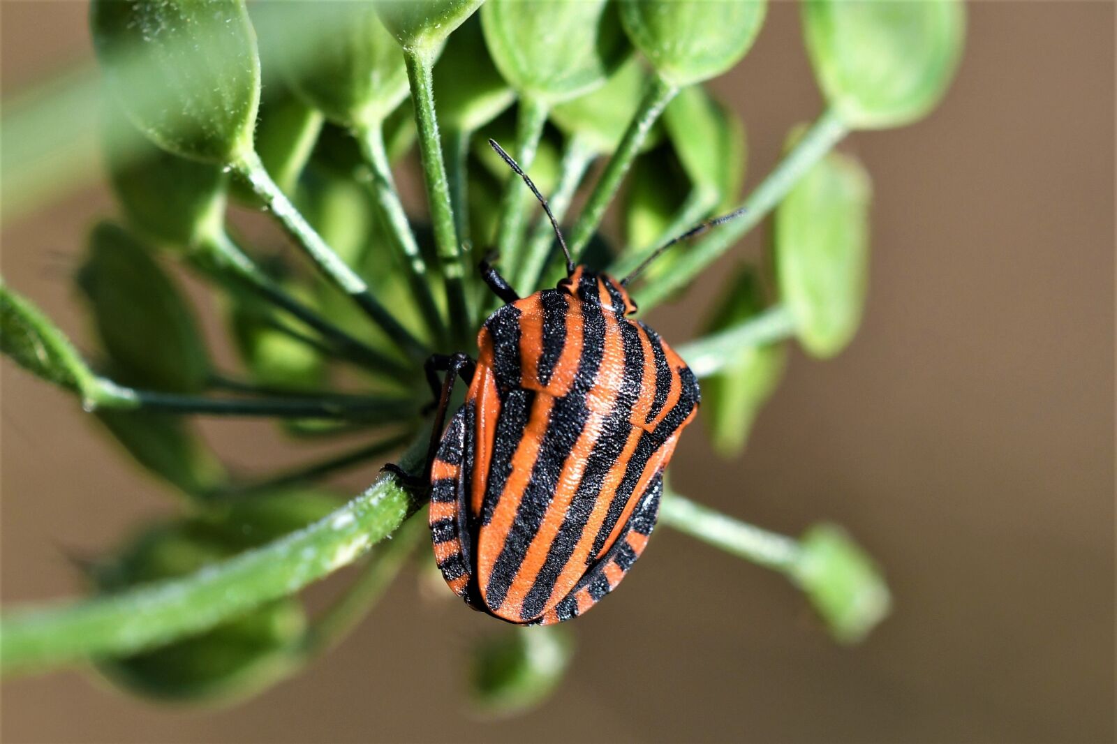 Nikon D500 sample photo. Graphosoma lineatum, insect, nature photography