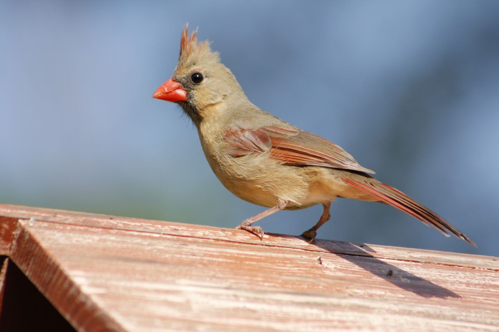 Canon EOS 550D (EOS Rebel T2i / EOS Kiss X4) sample photo. Nature, bird, wildlife photography