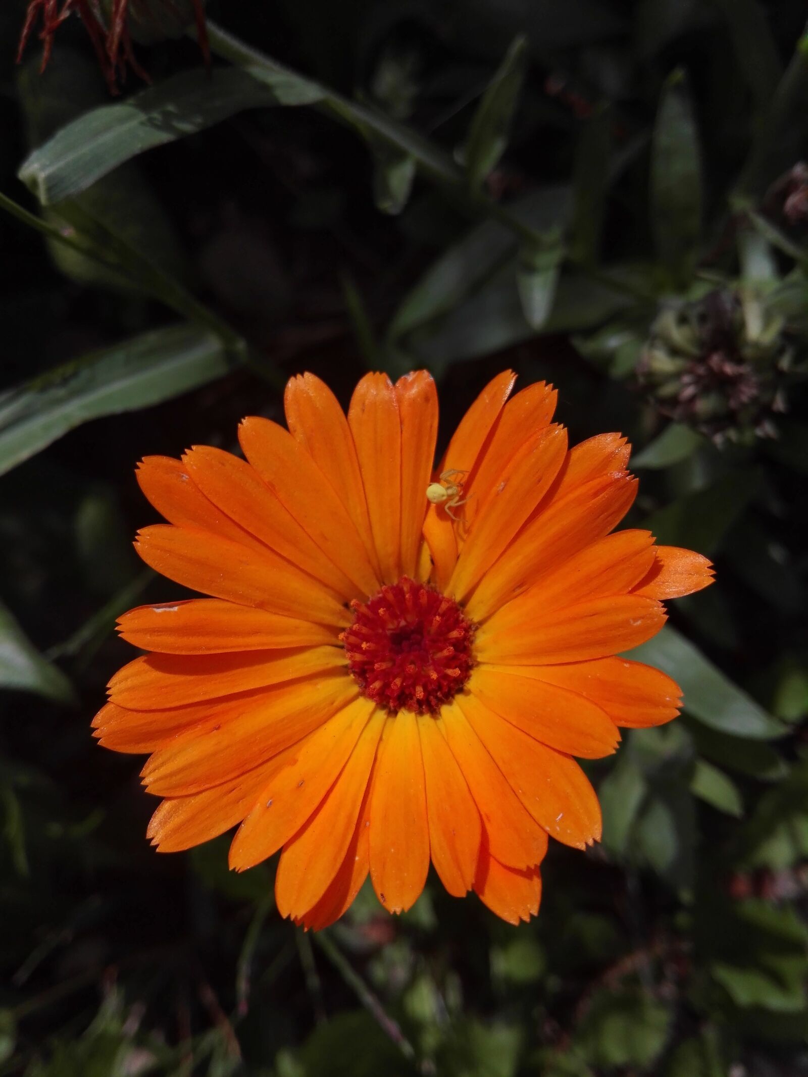 HUAWEI P8 Lite sample photo. Flower, garden, nature photography
