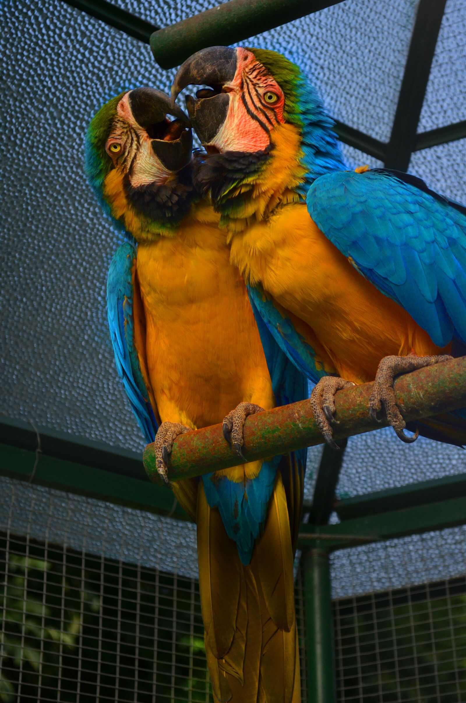 Nikon D5100 sample photo. Parrots, zoo photography