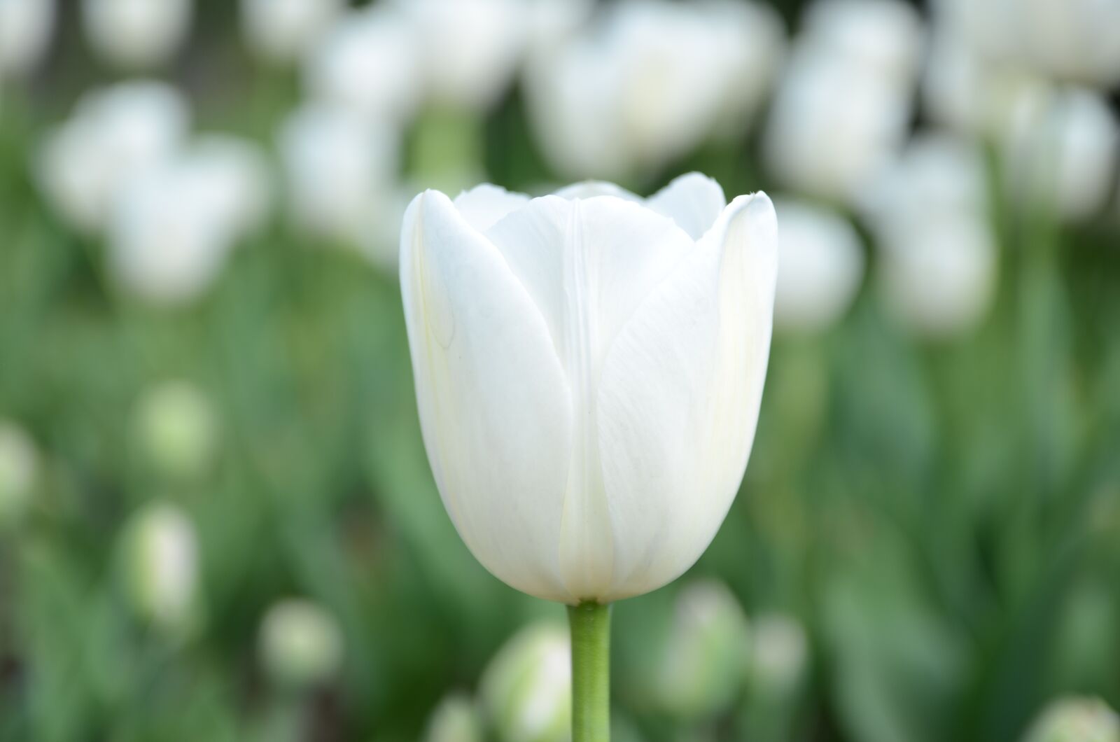 Nikon D7000 sample photo. White, flower, tulip photography