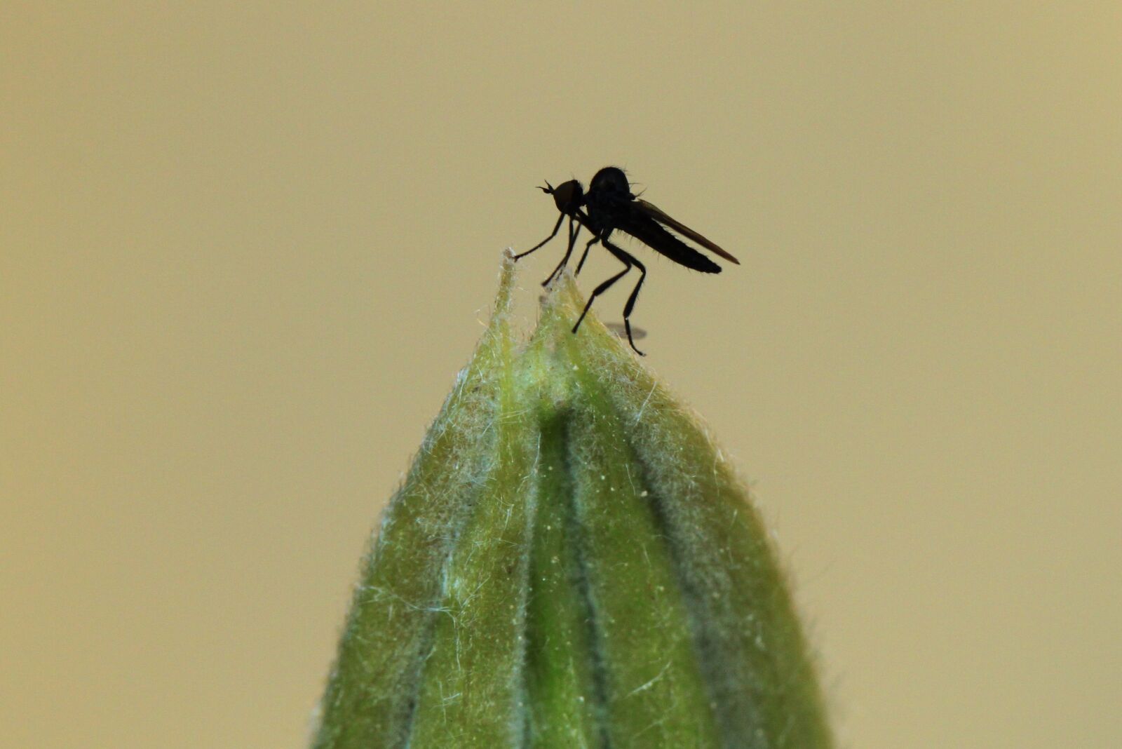 Canon EOS 500D (EOS Rebel T1i / EOS Kiss X3) sample photo. Fly, insect, animal photography