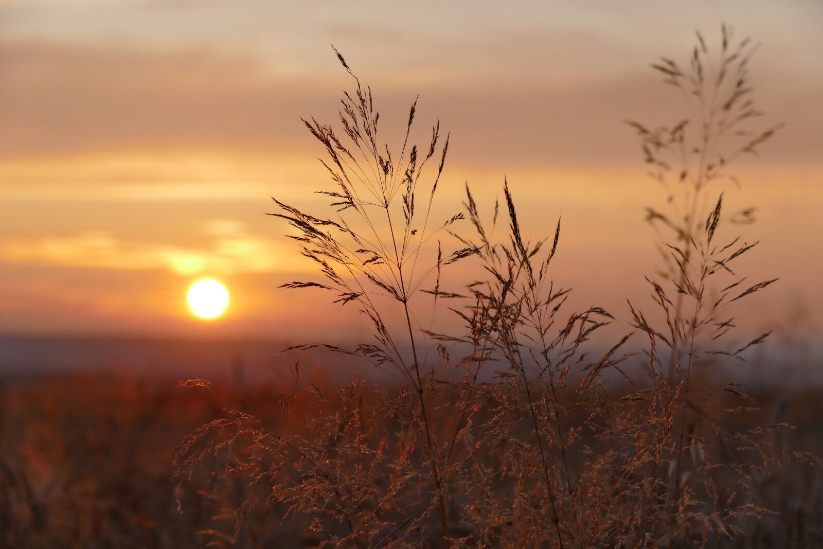 Panasonic Lumix DMC-FZ1000 sample photo. Sunset, nature, field photography