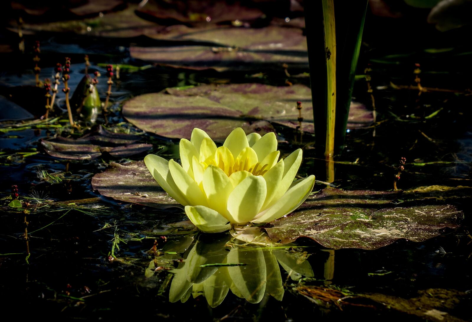 Canon PowerShot G3 X sample photo. Water lily, lake, pond photography