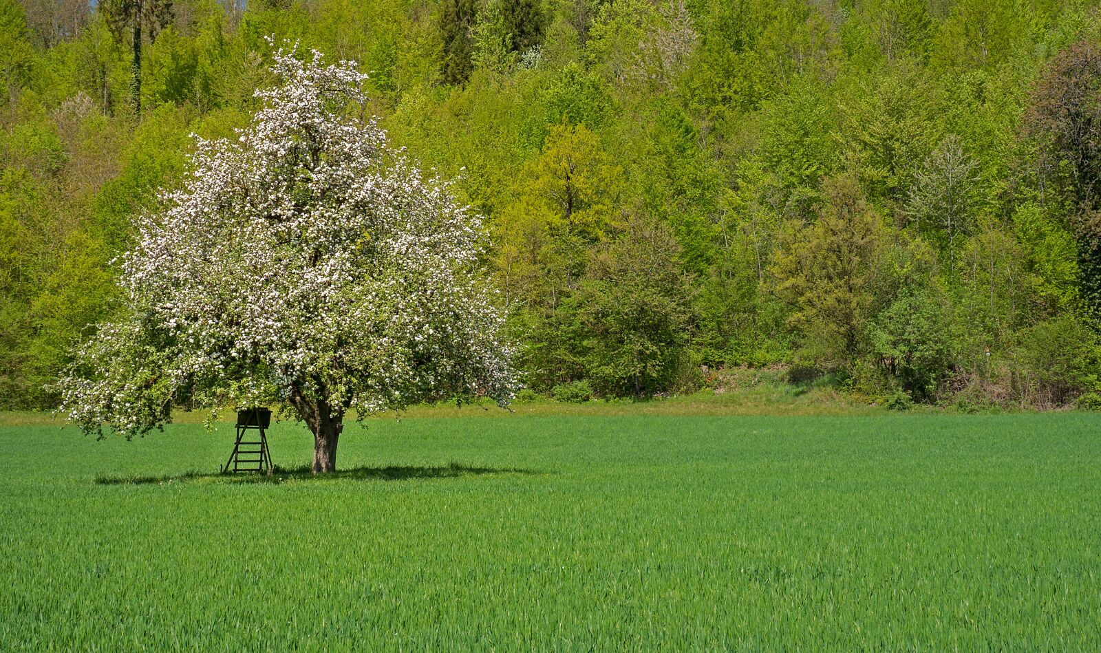 Panasonic Lumix DC-G9 + LUMIX G VARIO 12-60/F3.5-5.6 sample photo. Forest, meadow, pear photography