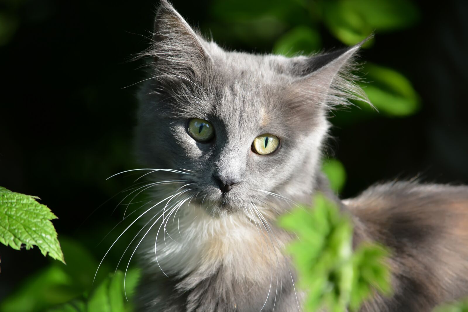 Nikon D5200 sample photo. Kathy, cat, maine coon photography