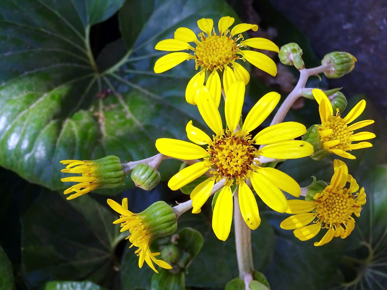 Sony Cyber-shot DSC-WX220 sample photo. Flower, bouquet, yellow photography