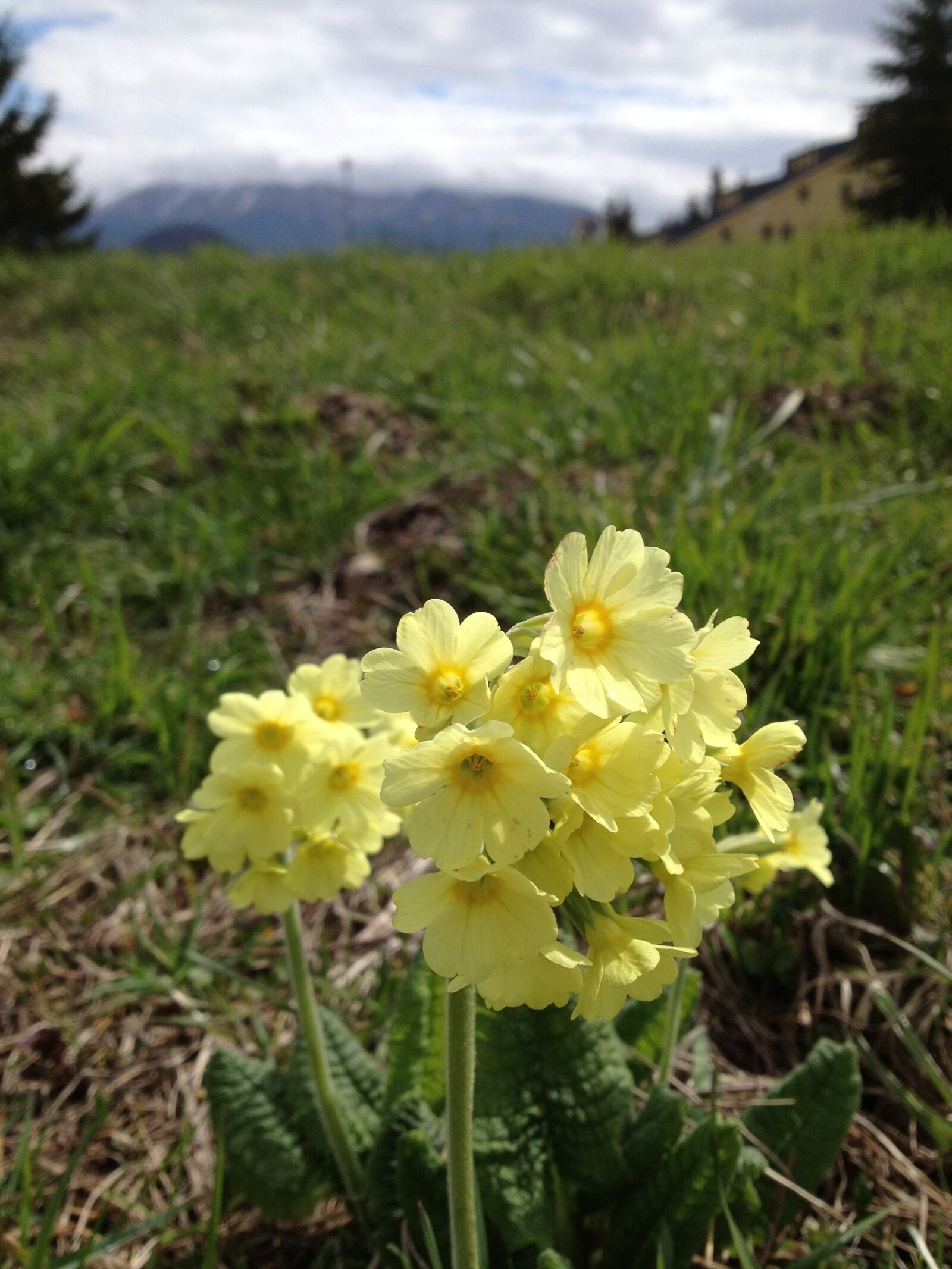 Apple iPhone 4S sample photo. Flower, spring, nature photography