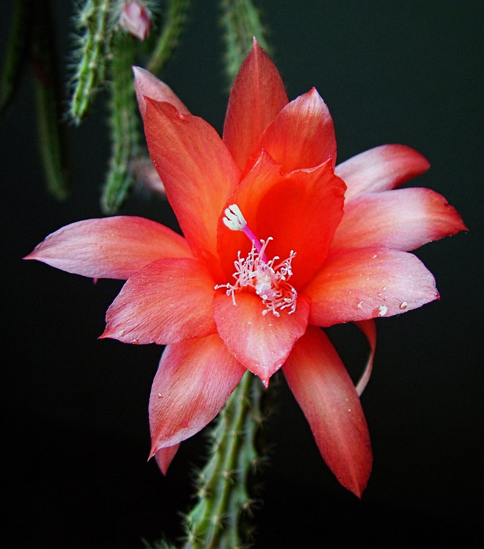 Fujifilm FinePix S7000 sample photo. Flower, cacti, pink photography
