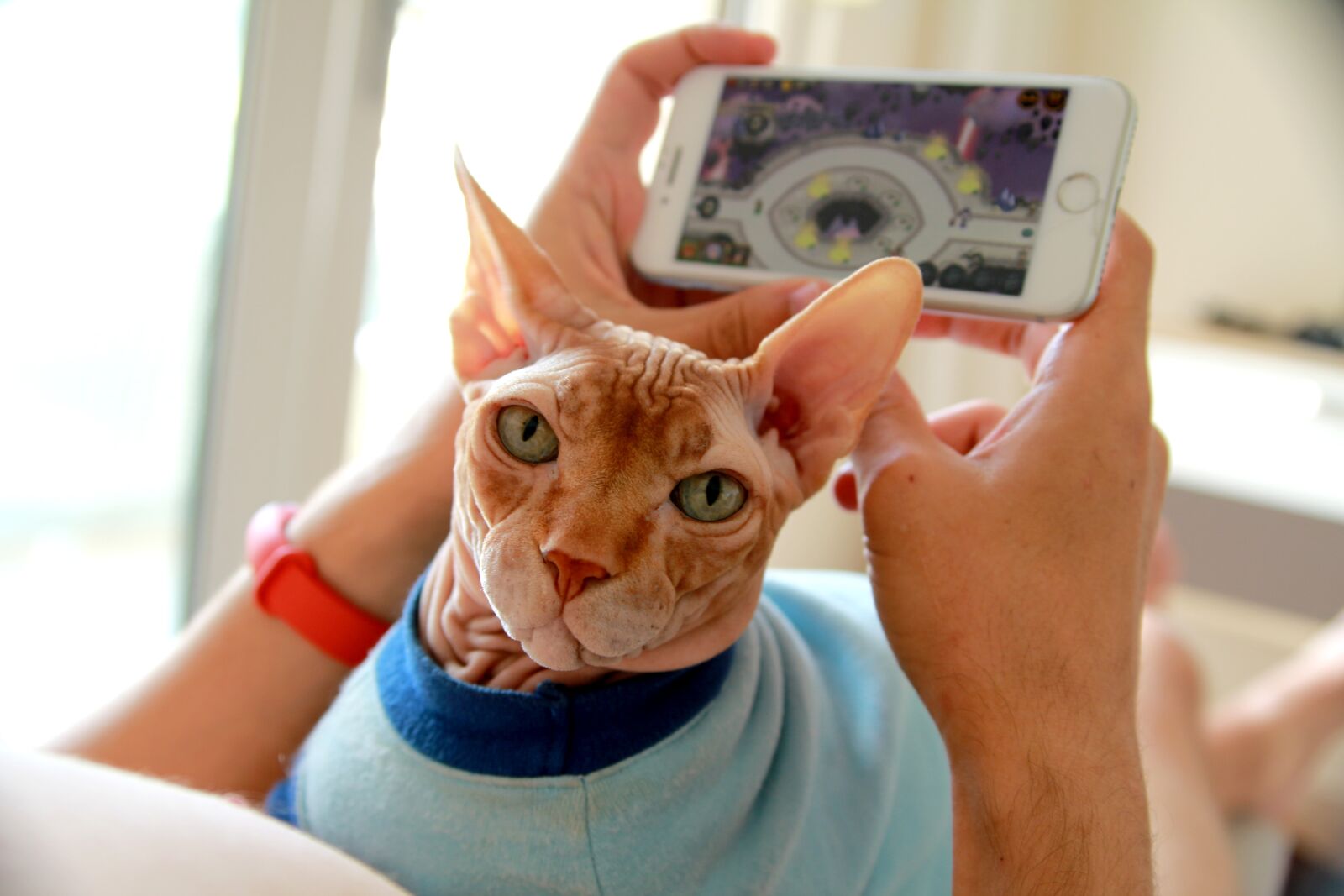 Canon EOS 650D (EOS Rebel T4i / EOS Kiss X6i) sample photo. Sphinx, cat, game photography