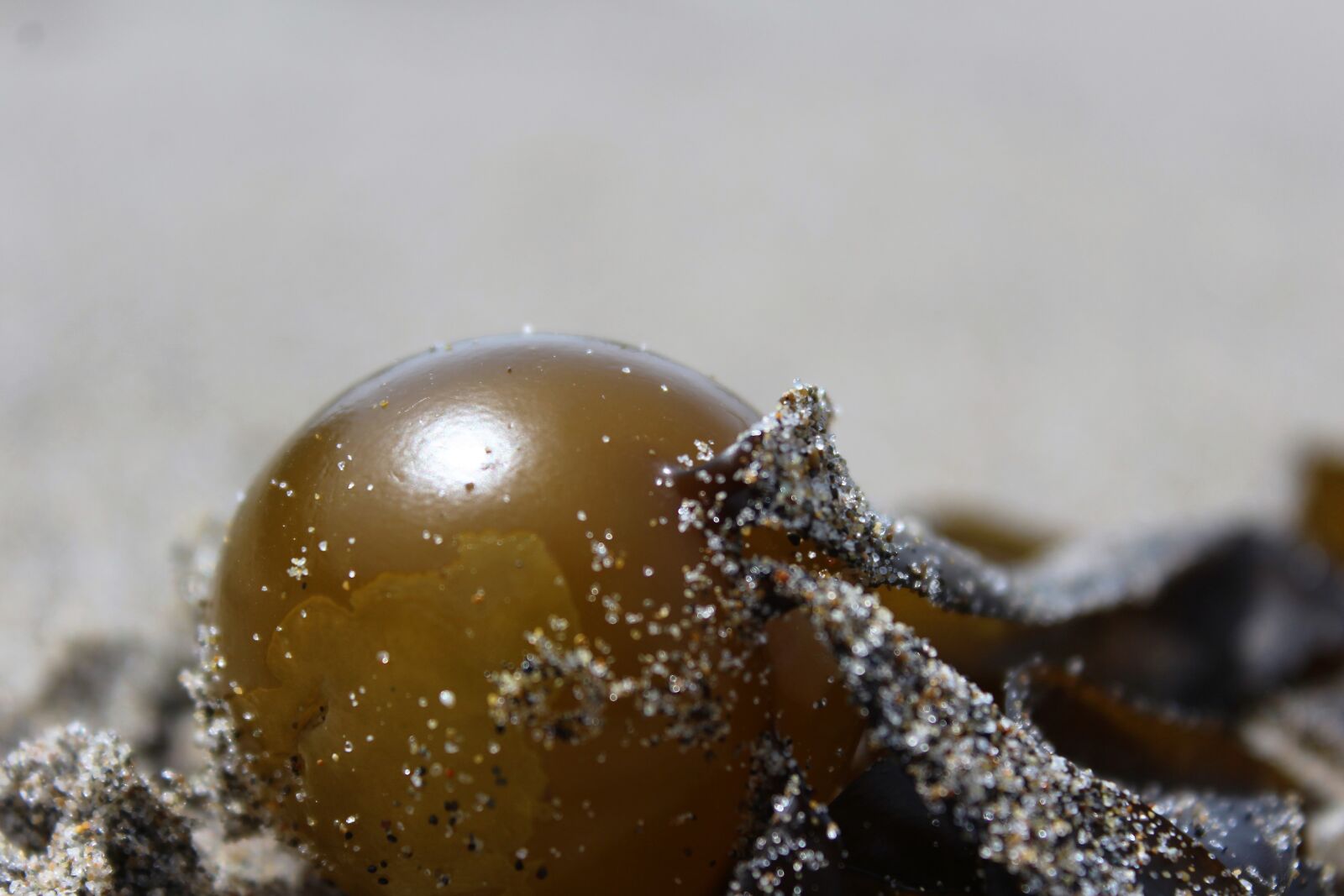 Canon EOS 1200D (EOS Rebel T5 / EOS Kiss X70 / EOS Hi) sample photo. Beach, sand, seaweed photography