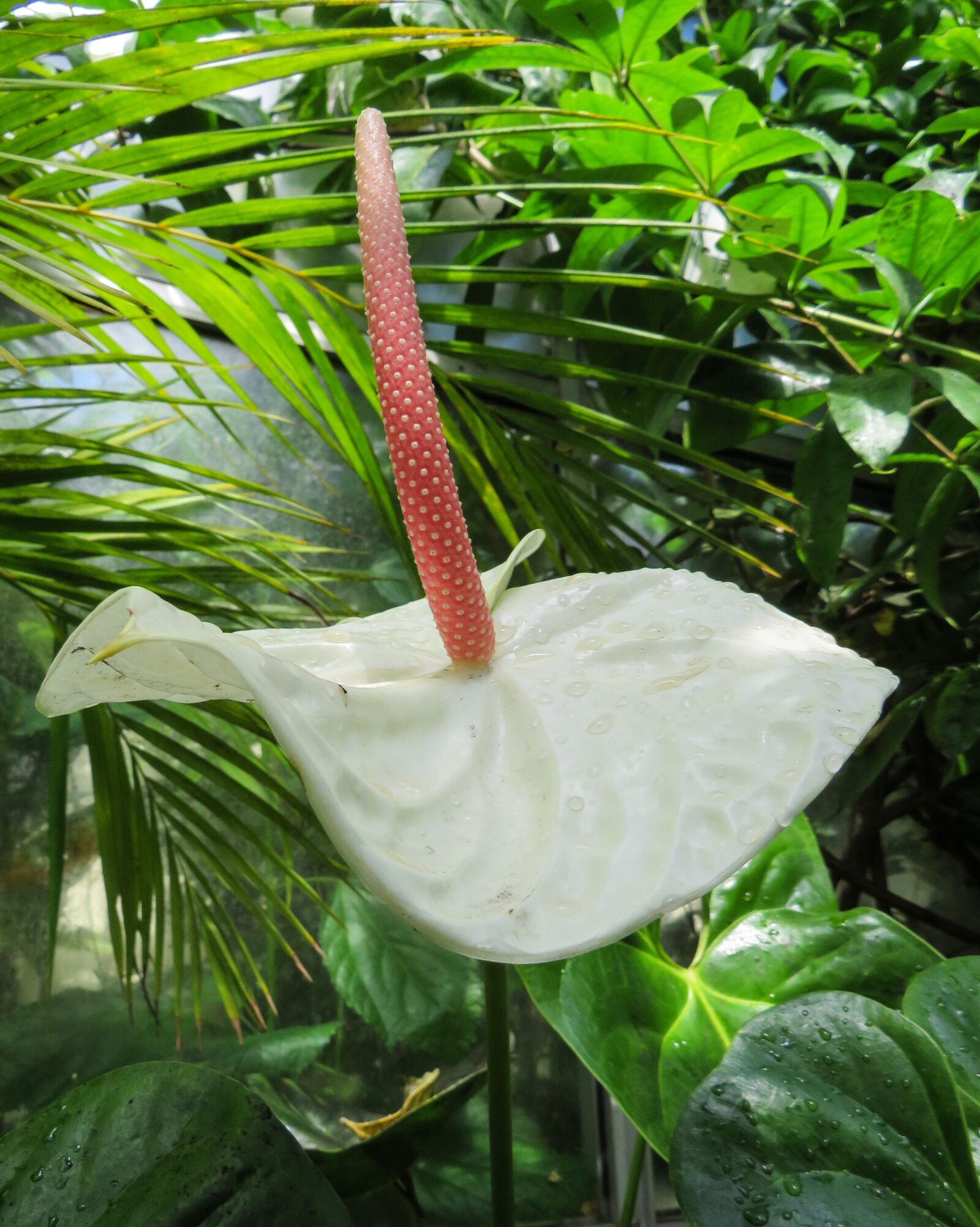 Canon PowerShot SX540 HS sample photo. Anthurium, exotic, flower photography