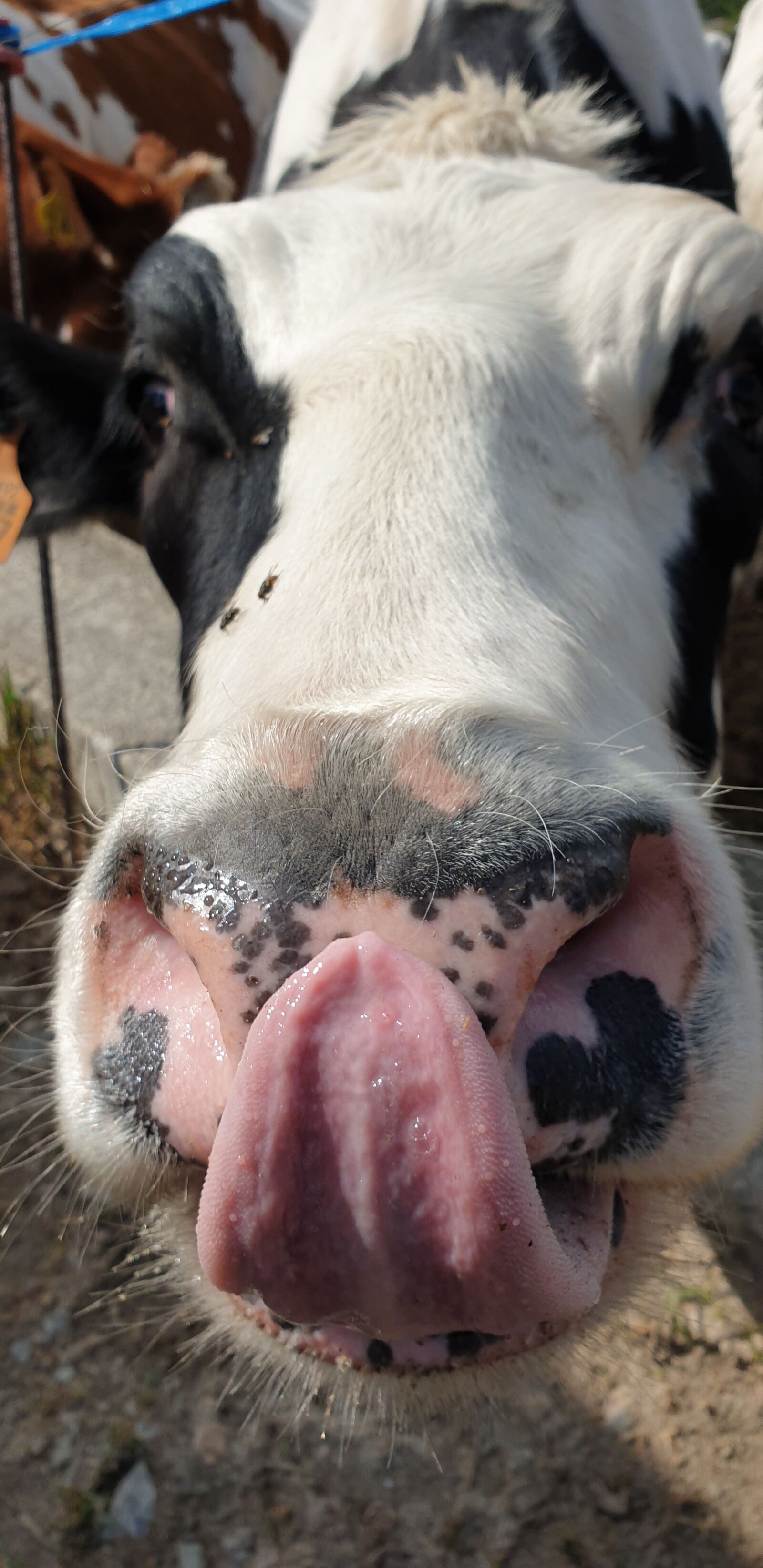 Samsung Galaxy S9+ sample photo. Cows, cow, field photography