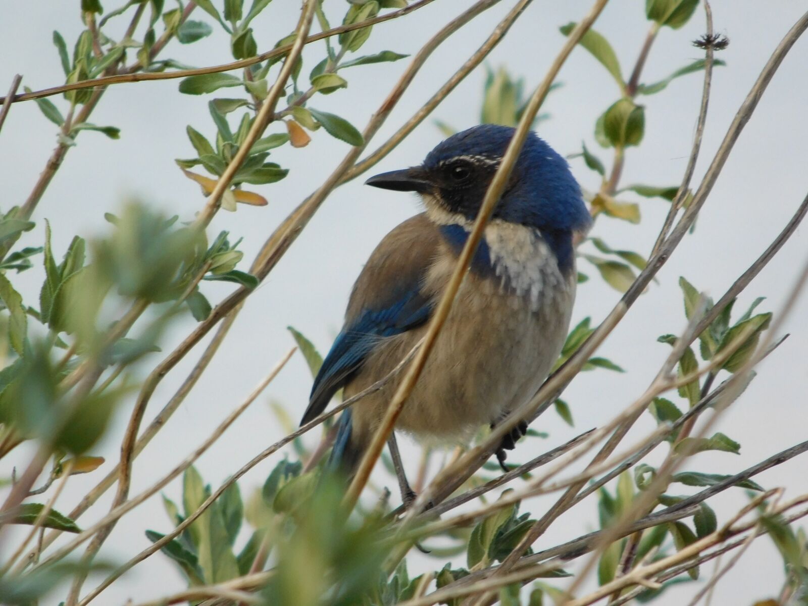 Nikon Coolpix L840 sample photo. Bird, warbler, nature photography