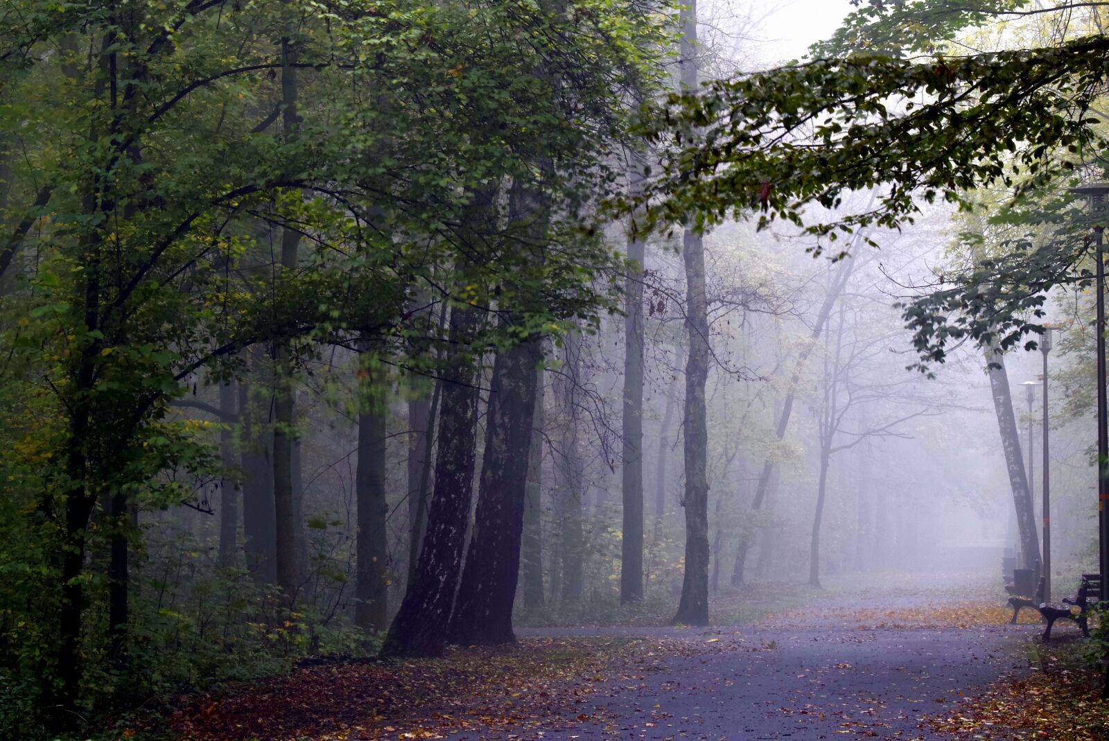 Pentax K-S2 sample photo. The fog, forest, tree photography