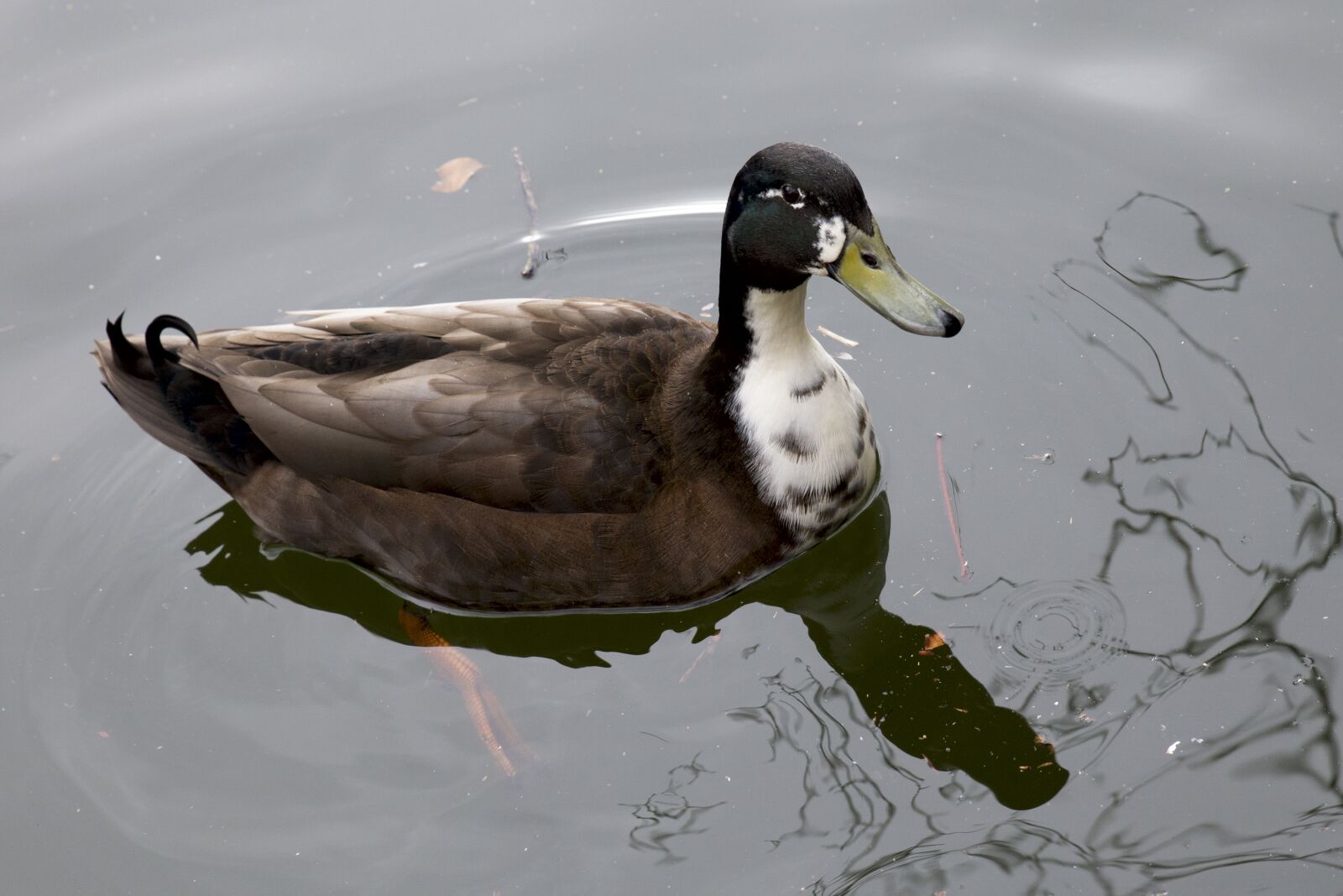 Canon EOS 6D sample photo. Duck, fauna, lake photography