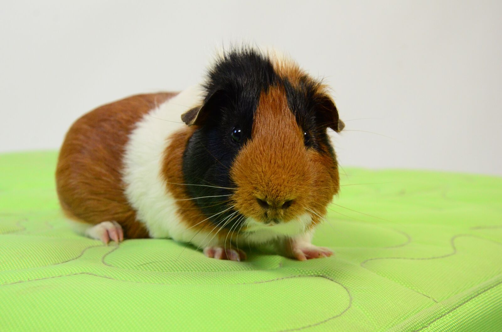 Nikon D7000 sample photo. Guinea pig, animal, portrait photography