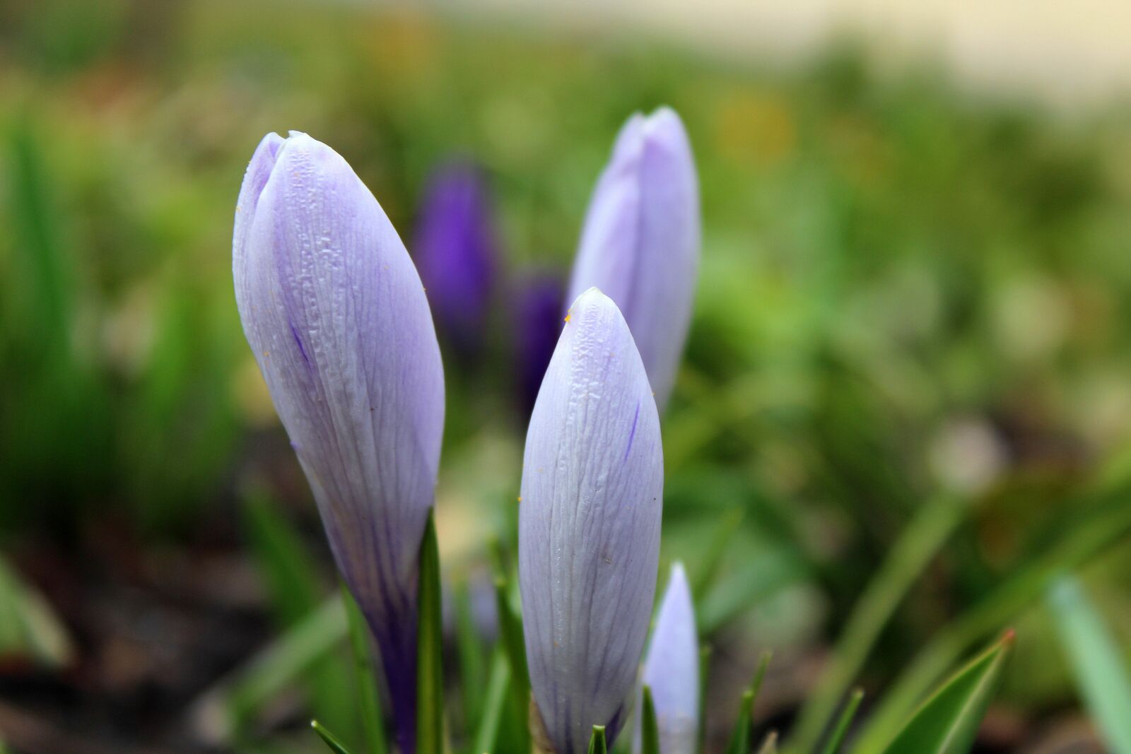 Canon EOS 1200D (EOS Rebel T5 / EOS Kiss X70 / EOS Hi) sample photo. Krokus, spring flowers, early photography