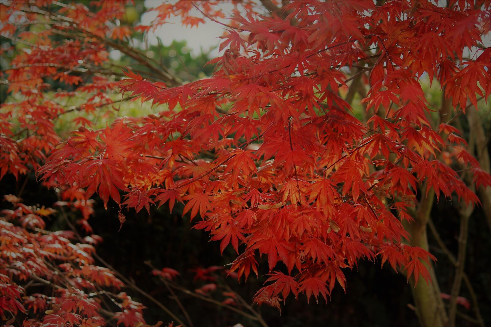 Canon EOS 600D (Rebel EOS T3i / EOS Kiss X5) sample photo. Autumn, maple, leaves photography