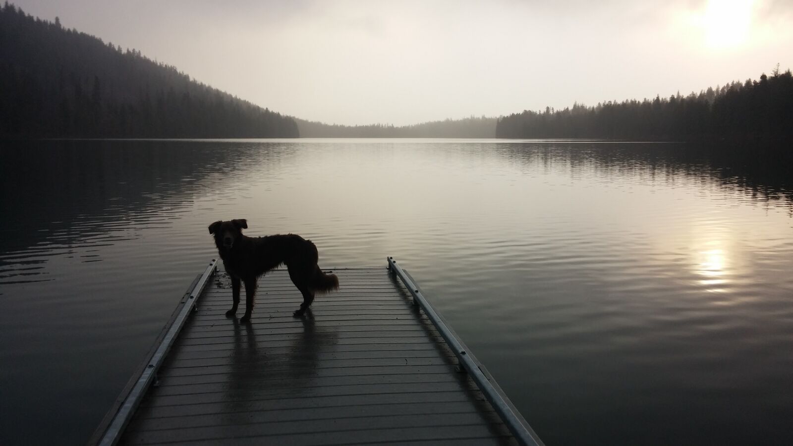 LG G2 sample photo. Dog, lake, dock photography