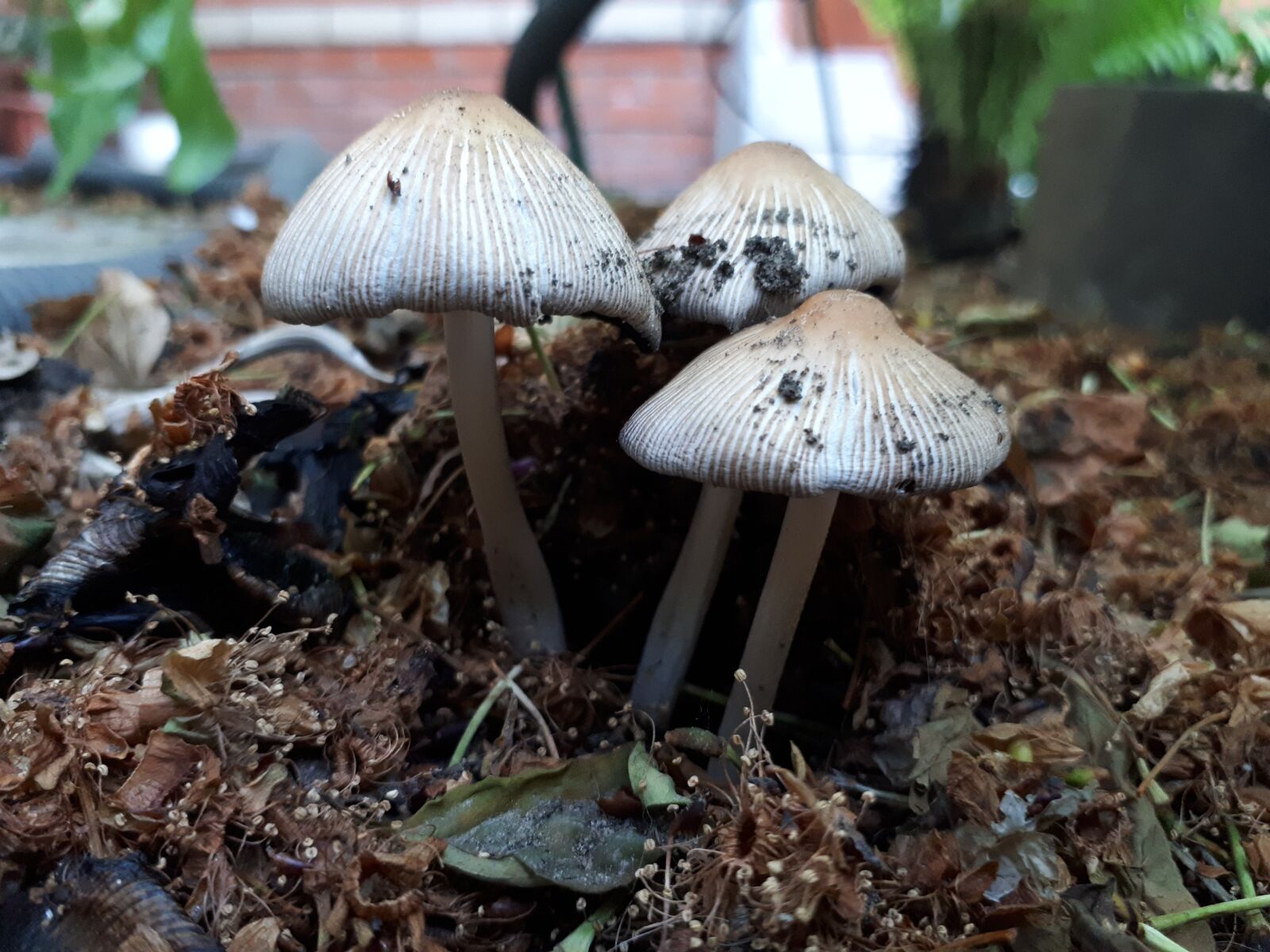 Samsung Galaxy A5(2017) sample photo. Mushroom, toadstool, boletus photography