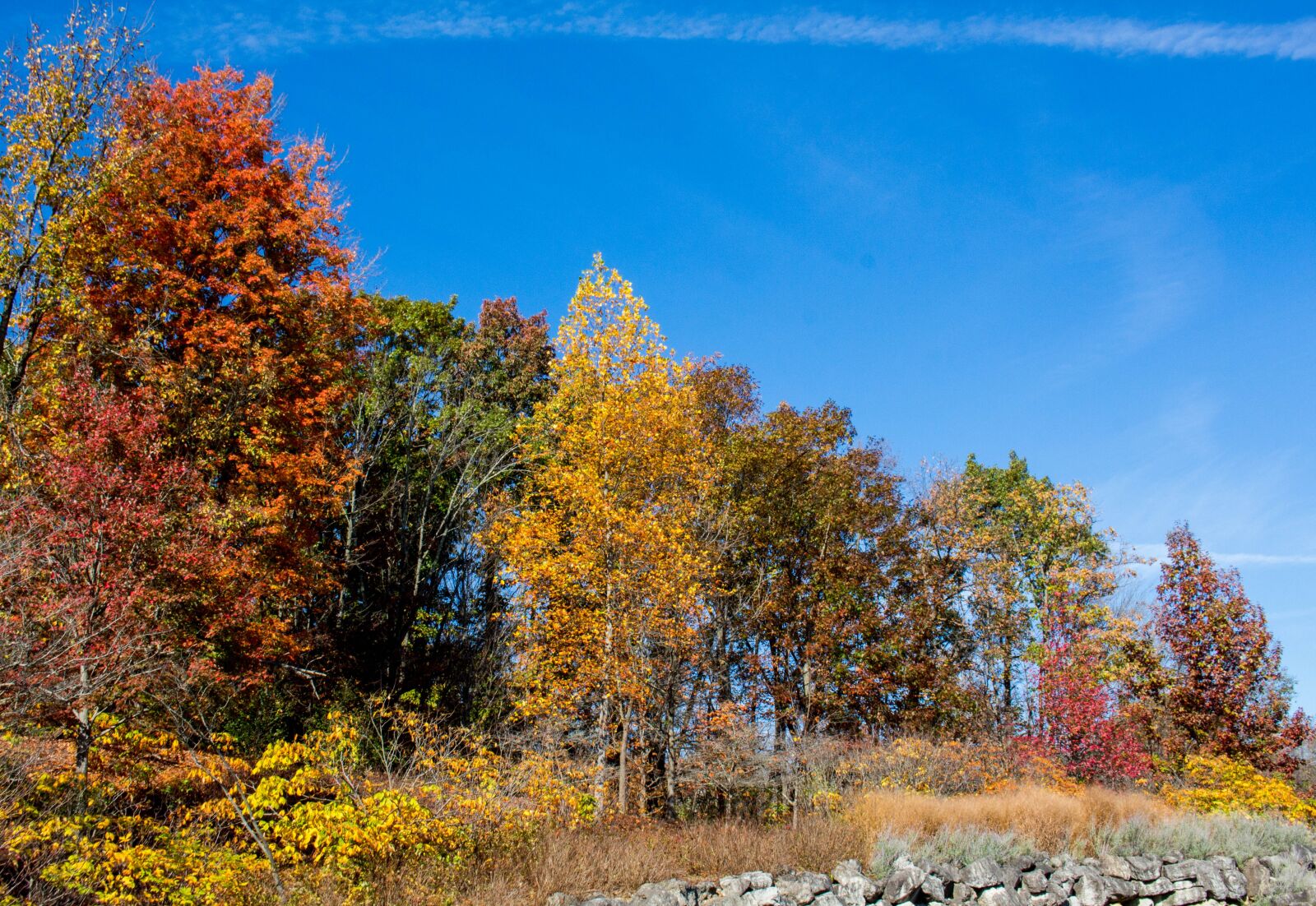 Canon EOS 700D (EOS Rebel T5i / EOS Kiss X7i) sample photo. Fall, tree, nature photography
