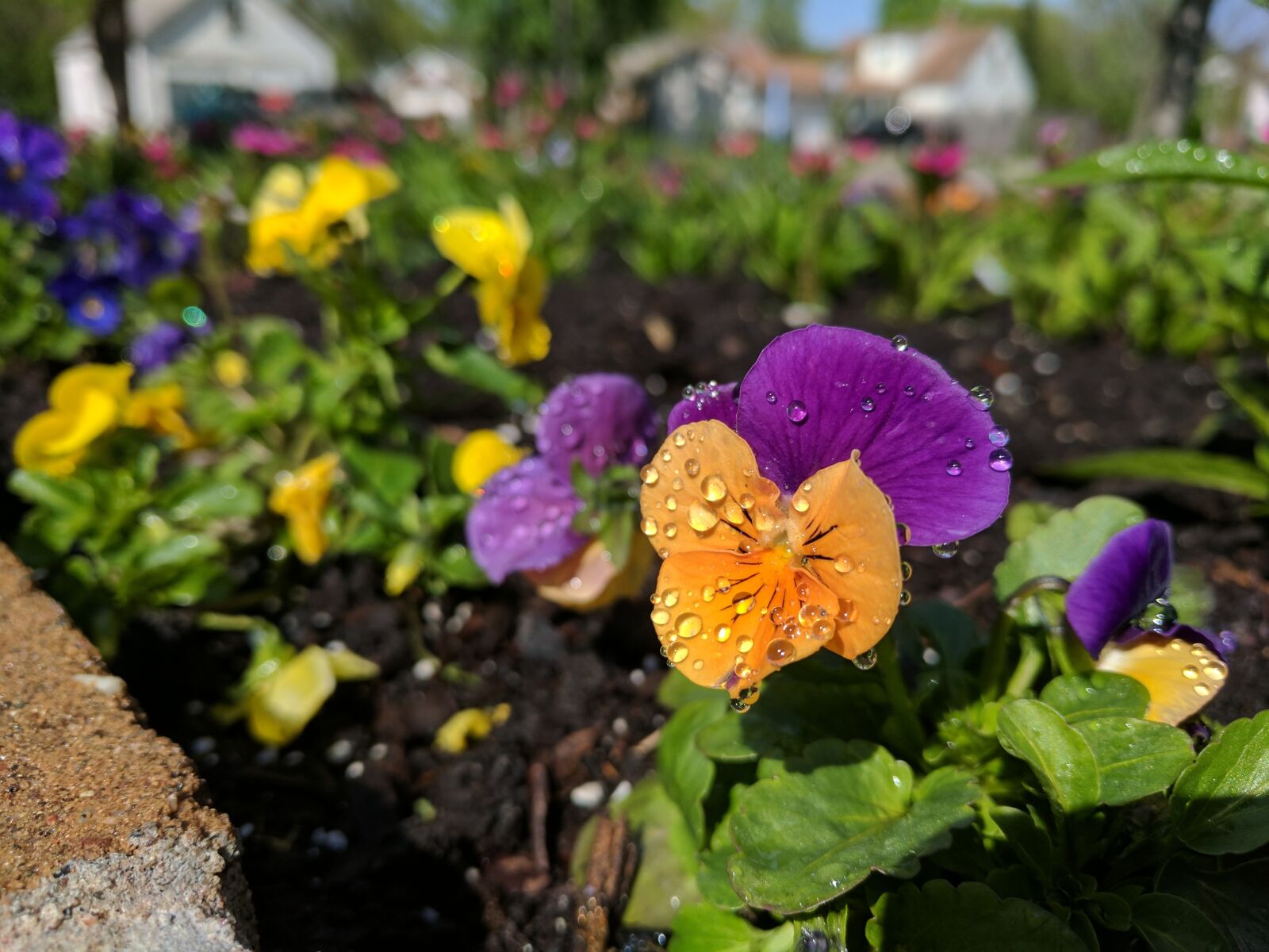 Google Pixel sample photo. Flower, orange, purple photography