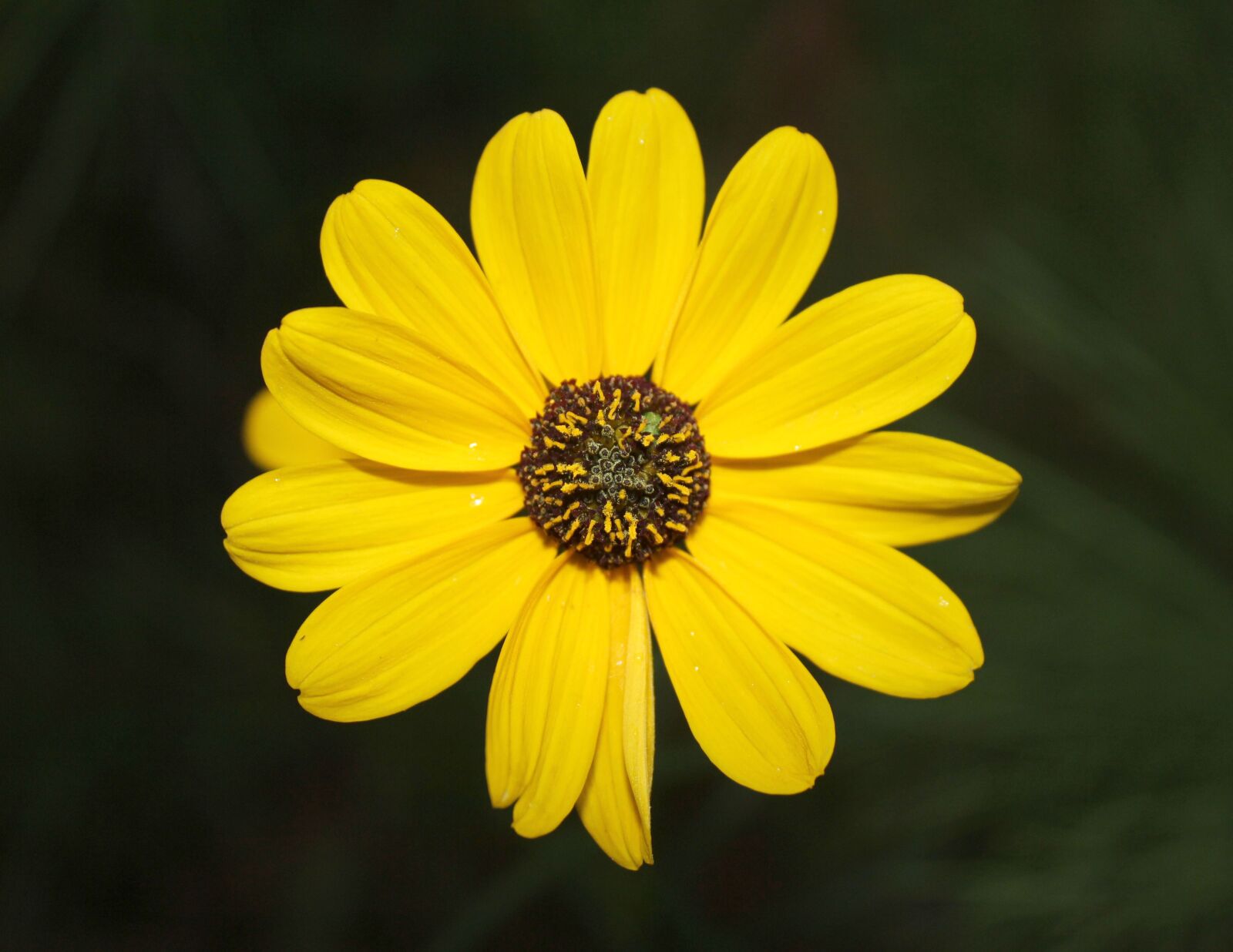 Canon EOS 550D (EOS Rebel T2i / EOS Kiss X4) sample photo. Yellow, flower, spring photography