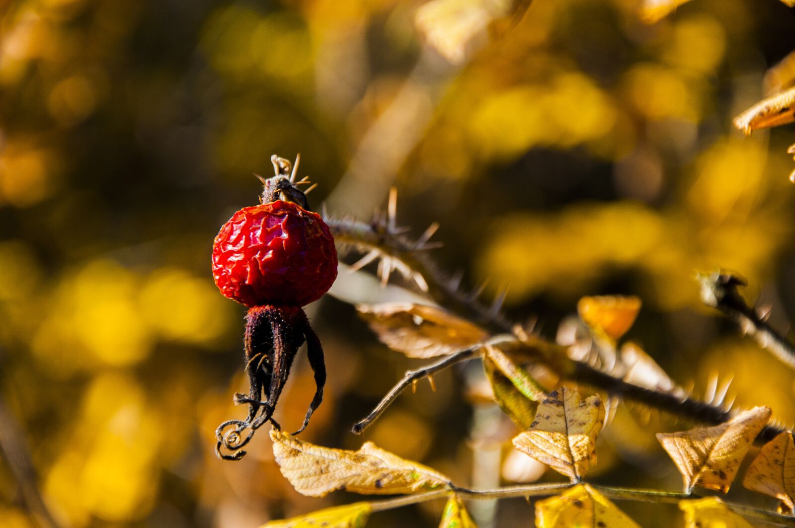 Nikon D90 sample photo. Nature, olsztyn, forest photography