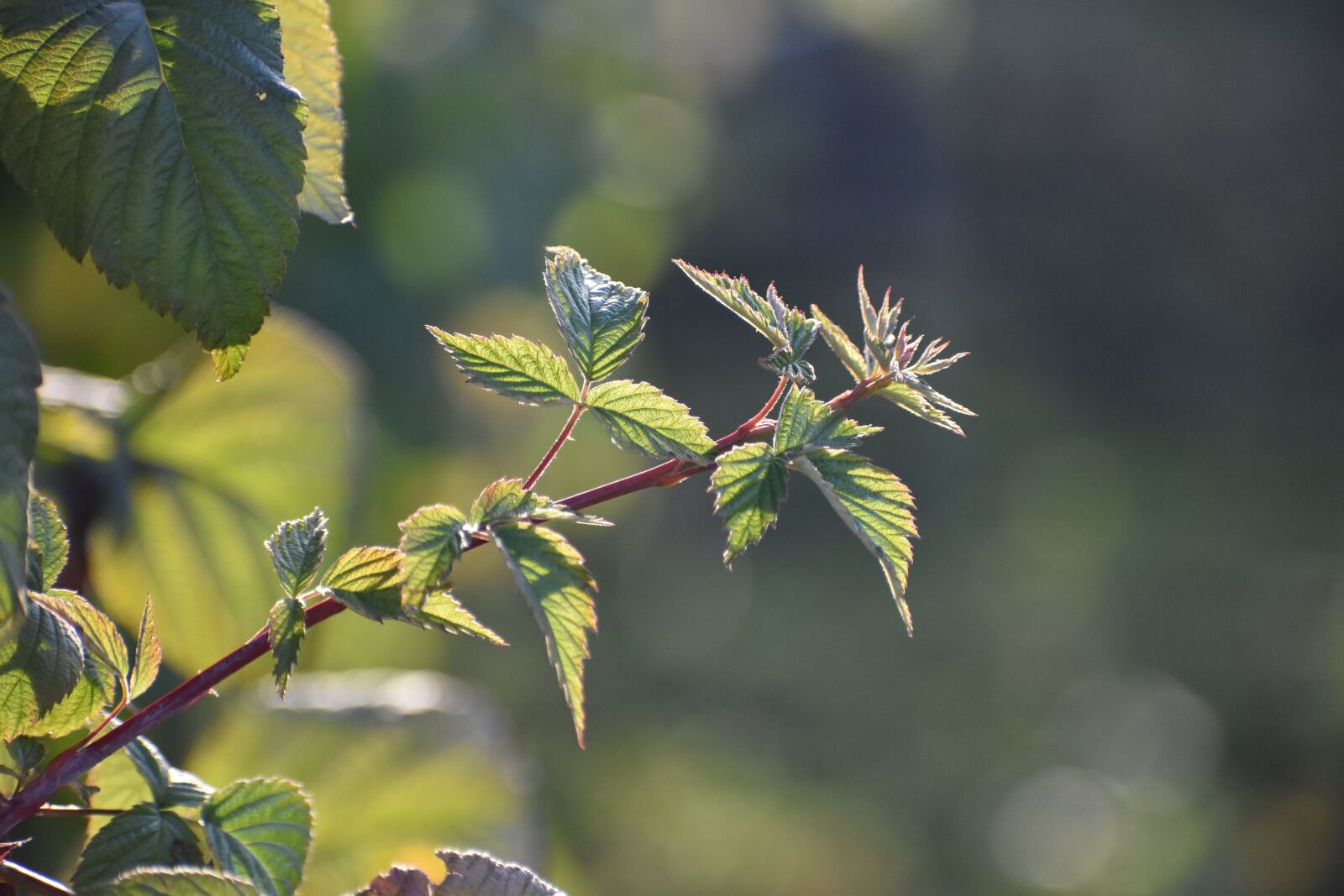 Nikon D3400 sample photo. Branch, young, blackberry photography