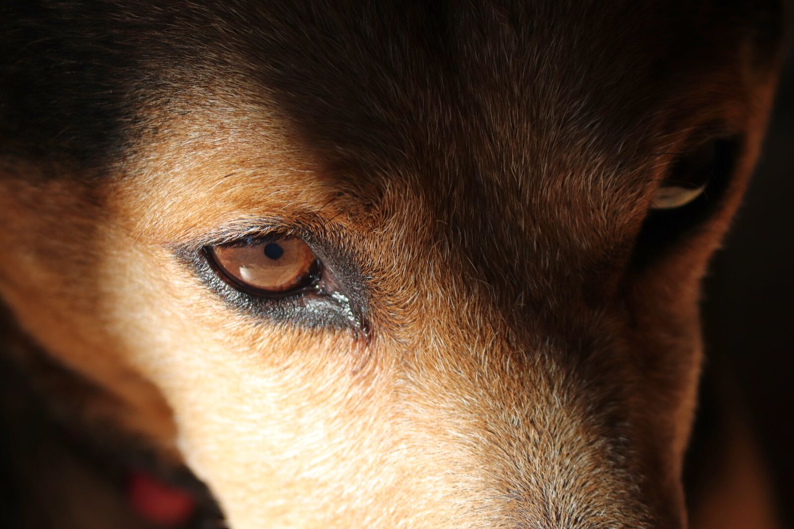 Canon EOS 200D (EOS Rebel SL2 / EOS Kiss X9) sample photo. Dog eyes, friend, dog photography