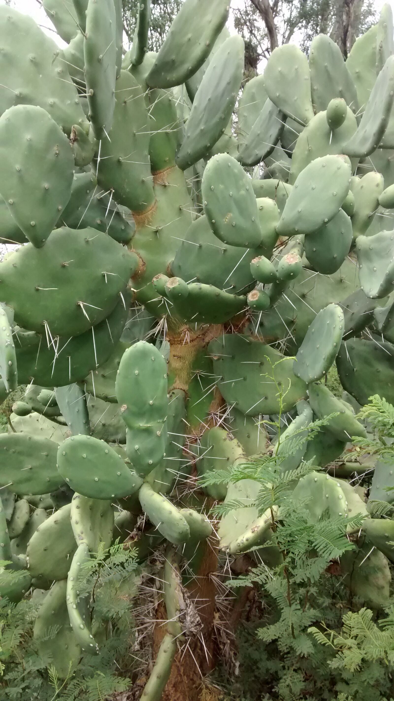 Motorola XT1032 sample photo. Cactus photography